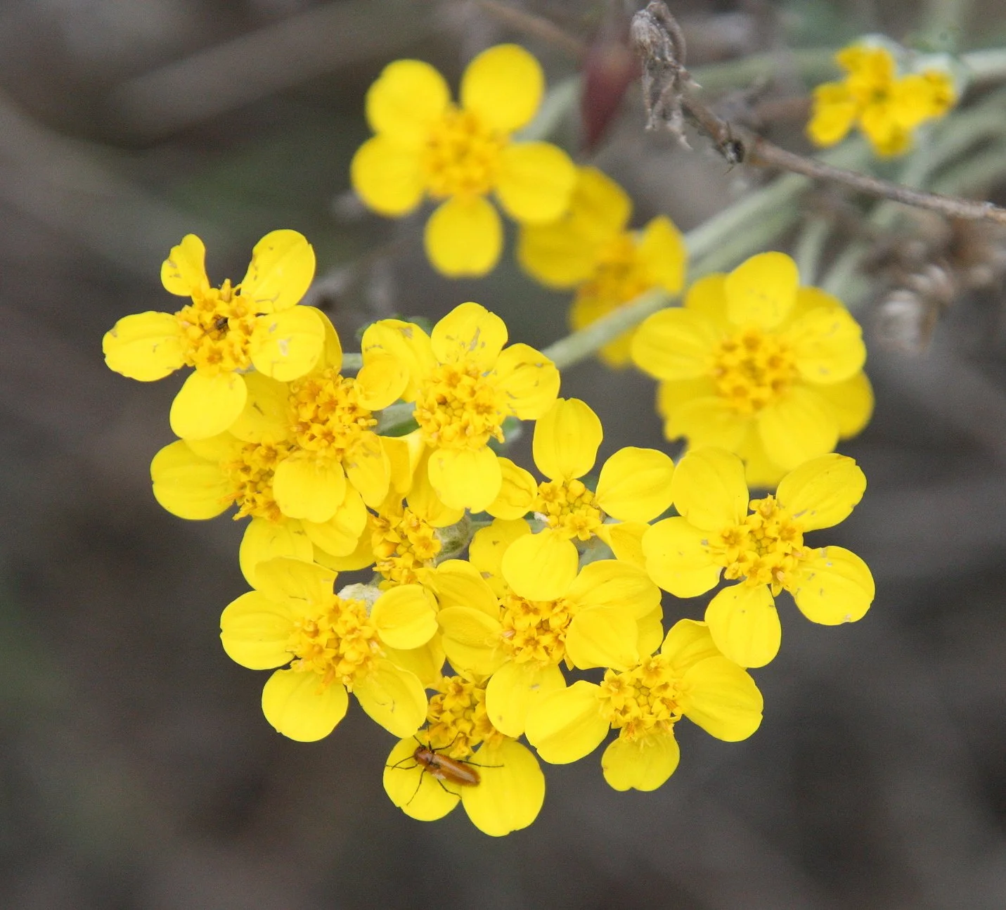 BRASSICACEAE - EYRISIMUM SPECIES - WALLFLOWER SPECIES - PINNACLES NATIONAL MONUMENT CALIFORNIA (2).JPG