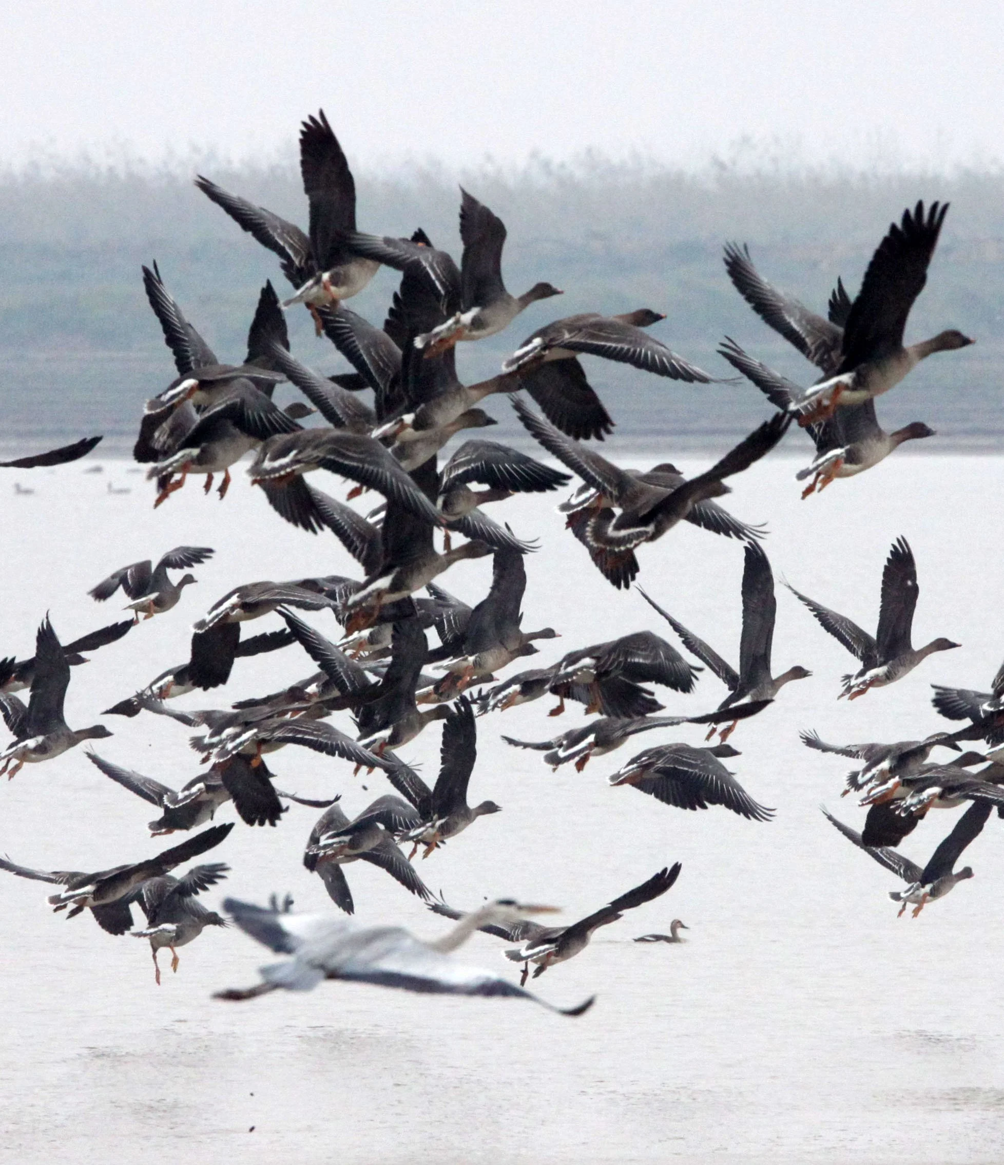 BIRD - GOOSE - BEAN GOOSE - ANSER FABALIS - NANJI HILL RESERVE POYANG LAKE, JIANGXI PROVINCE, CHINA (36).jpg