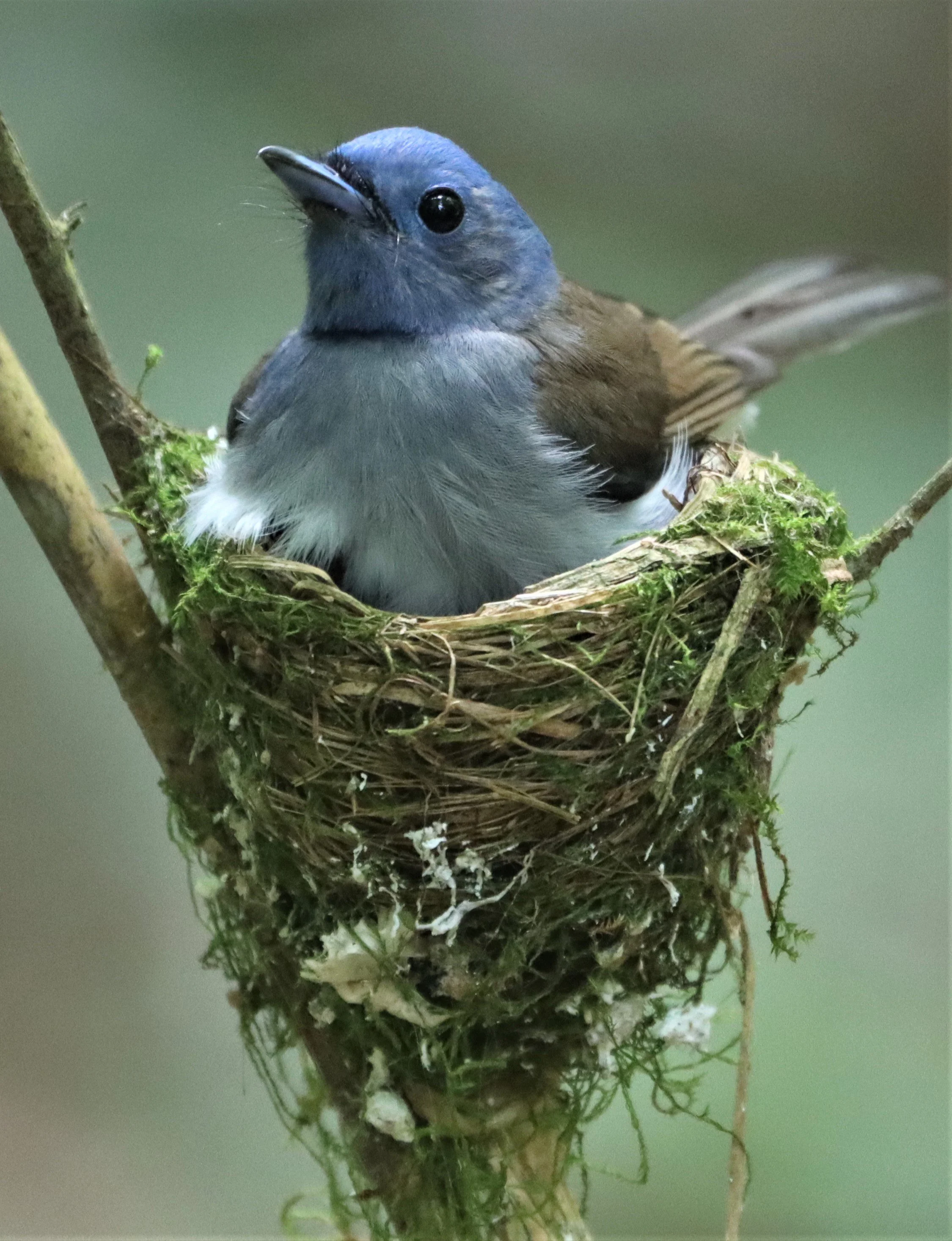 MONARCH - BLACK-NAPED MONARCH - NESTING FEMALE AT KAENG KRACHAN NP (9).jpg