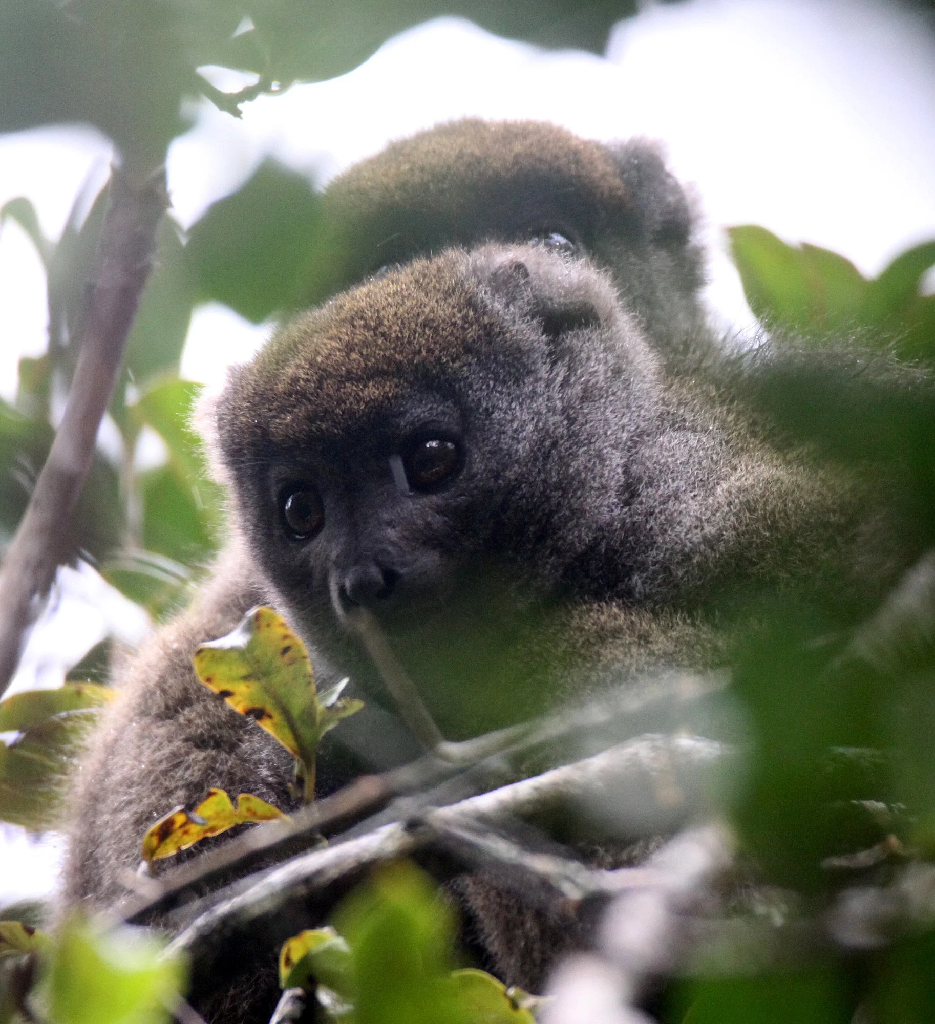 LEMURIDAE - Hapalemur griseus ranomafanensis - EASTERN GREY BAMBOO LEMUR - RANOMAFANA NATIONAL PARK MADGASCAR (17).JPG