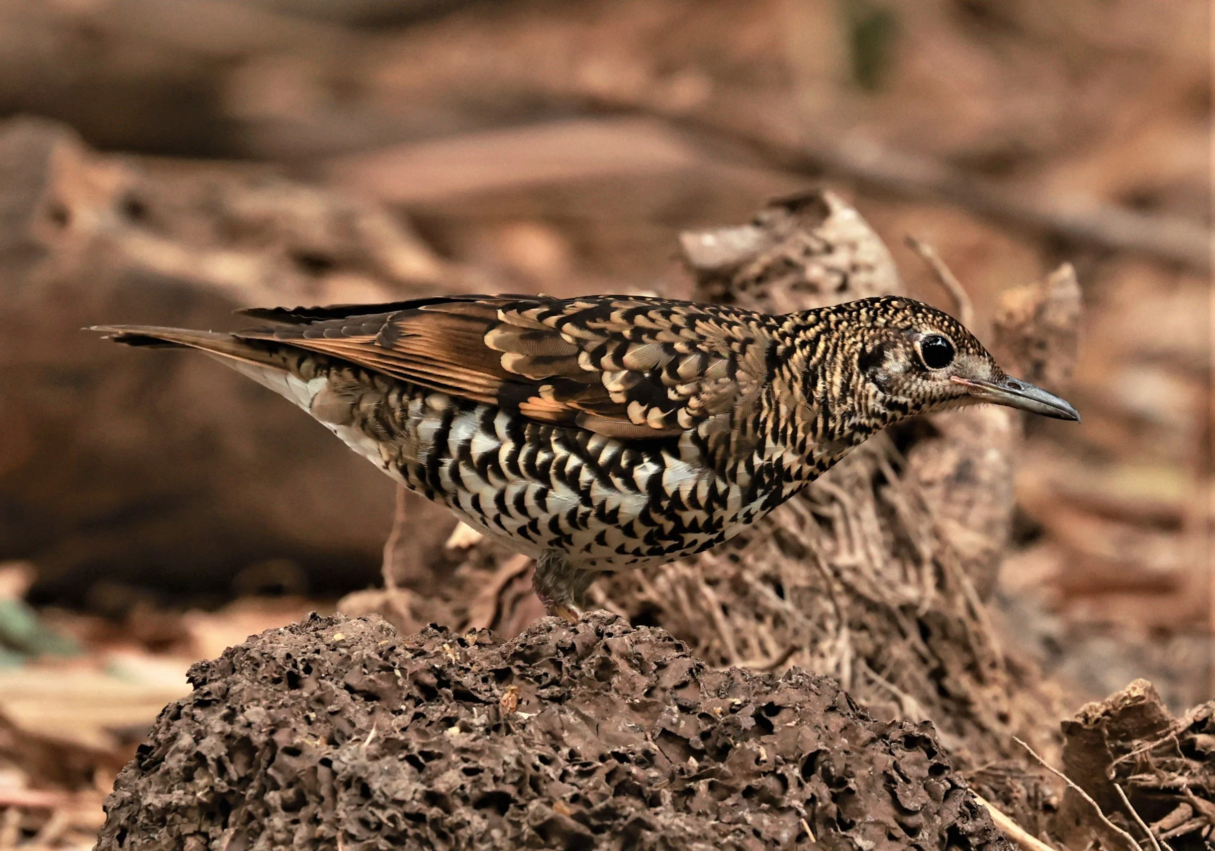 White's Thrush (Zoothera aurea) Putthamonthon Park Nakhon Pathom Thailand (37).jpg