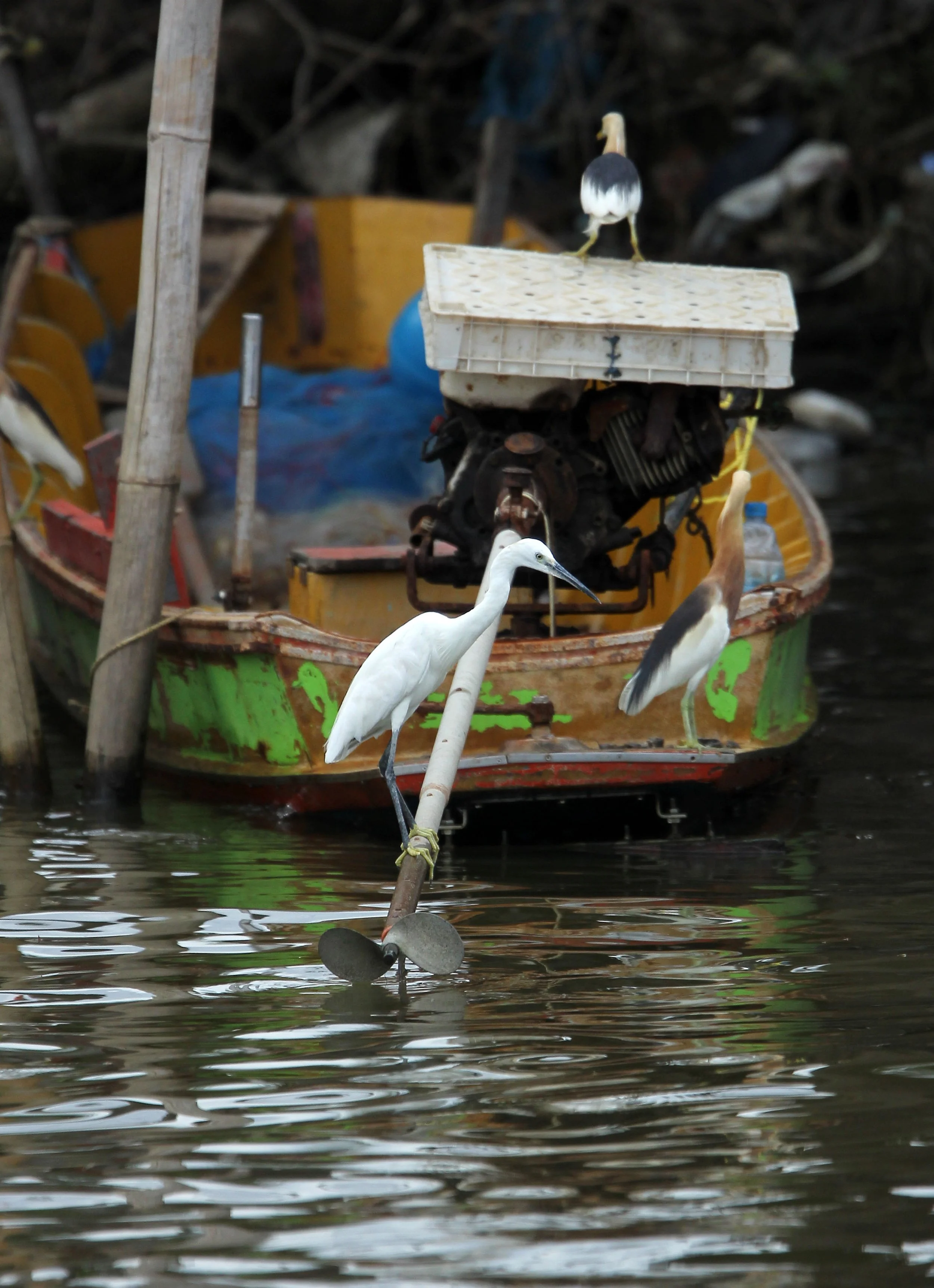 EGRET - LITTLE EGRET- Egretta garzetta - THA KHAM BANGKOK (1).JPG