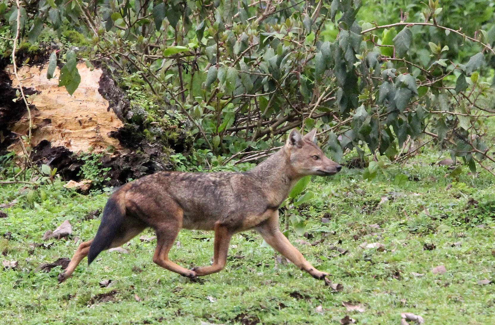 JACKAL - Lupulella adustus kaffensis - KAFFA SIDE-STRIPED JACKAL - MYSTERY CANID - BALE MOUNTAINS NATIONAL PARK ETHIOPIA HARRENA FOREST (14).JPG