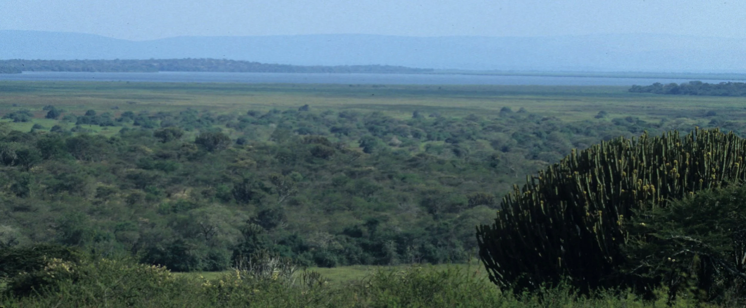UGANDA - EUPHORB SCRUB FOREST A.jpg