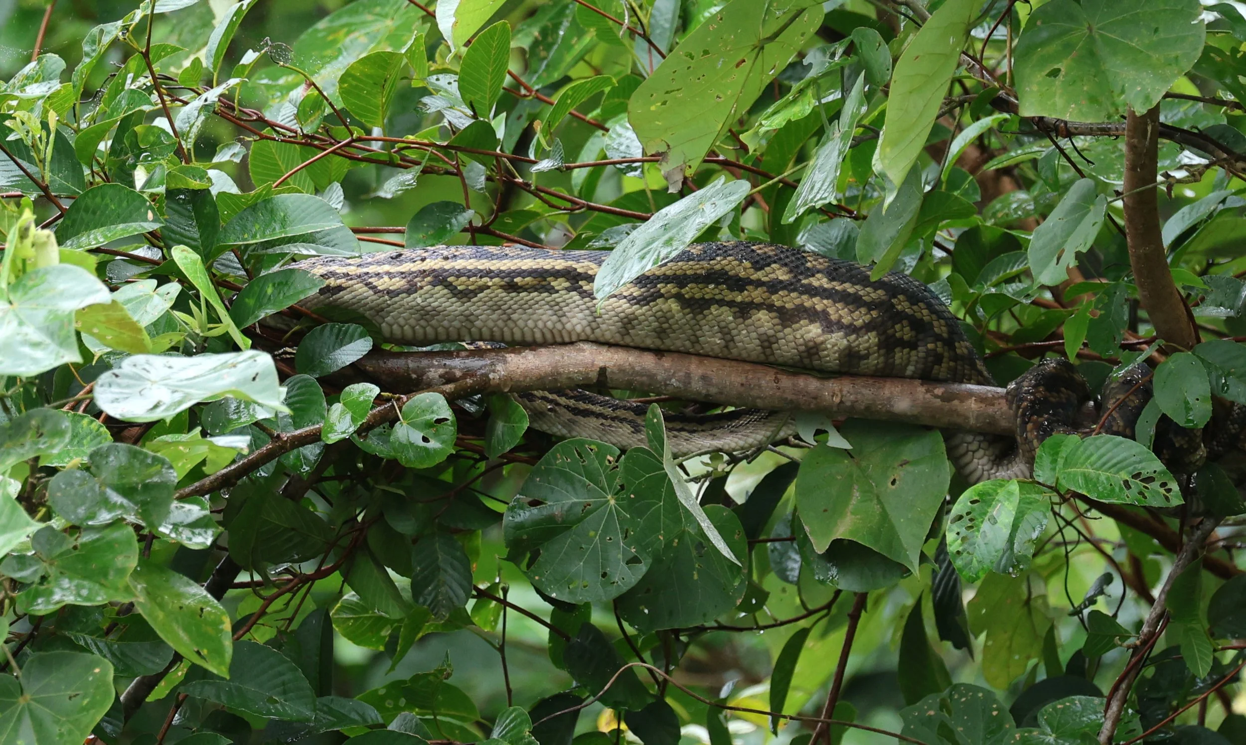 Amethystine or Australian Scrub Python (Simalia kinghorni)Daintree Town, Daintree River - Queensland (1).jpg