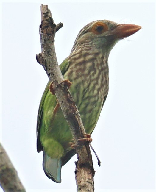 Lineated Barbet (Megalaima lineata)