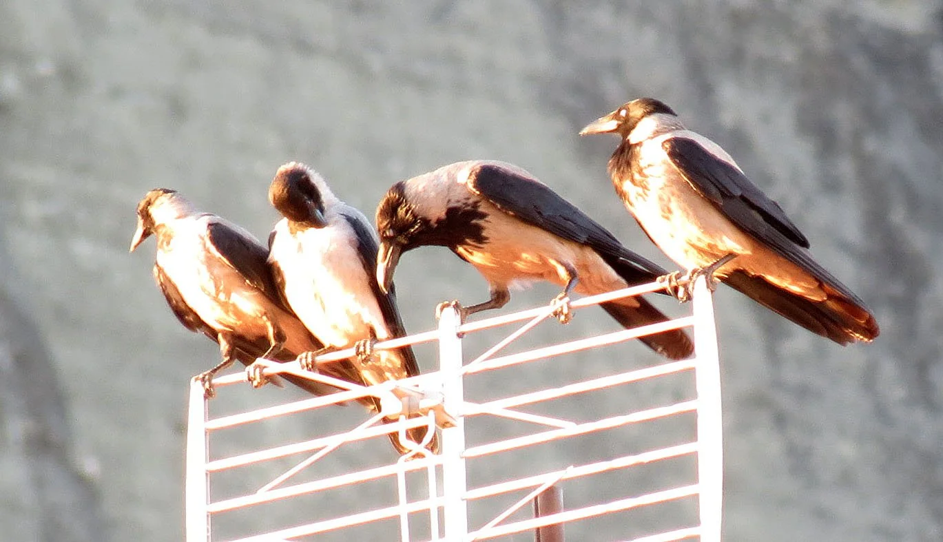 BIRD - CROW - HOODED CROW - METEORA GREECE.JPG