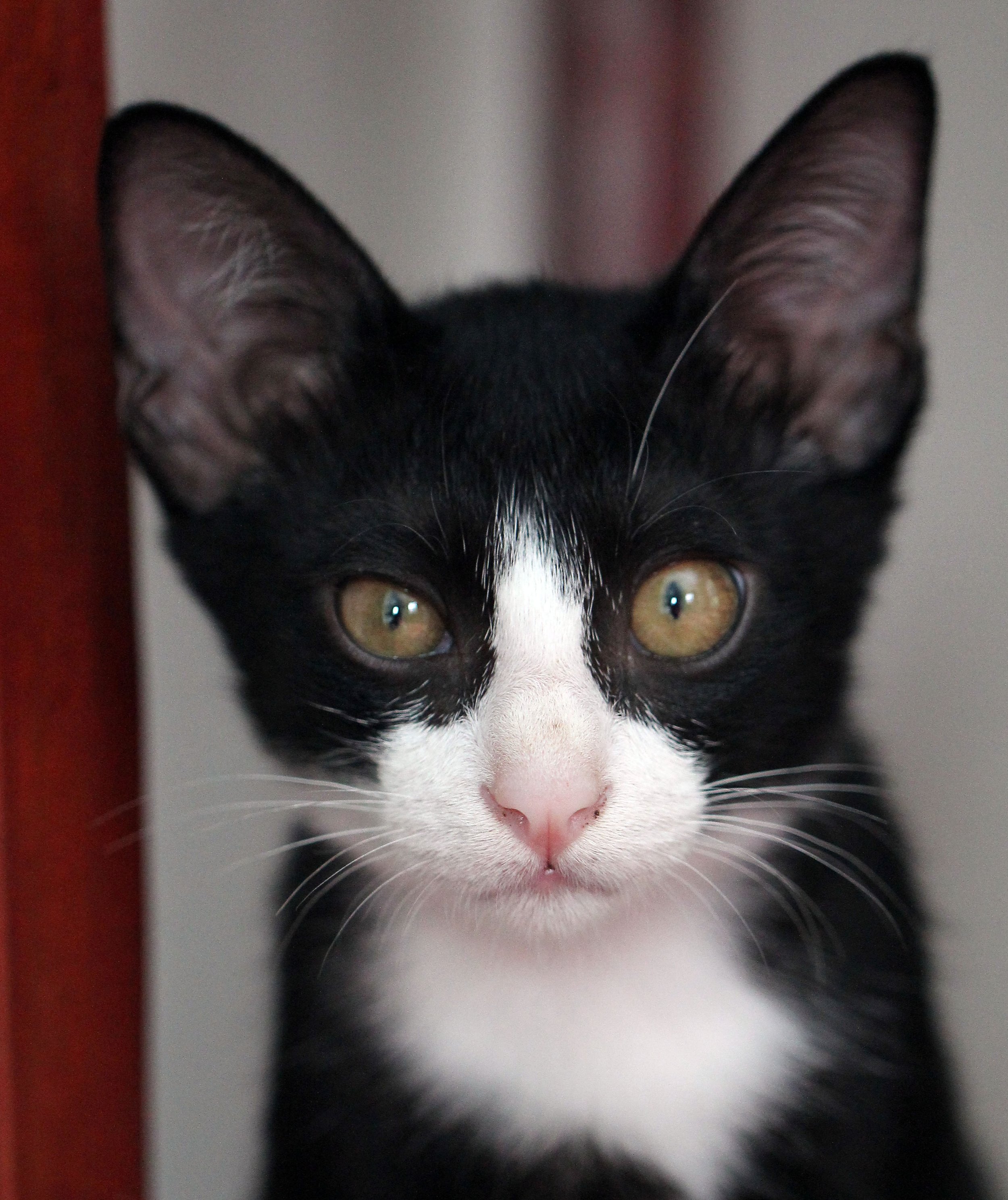 2015 Cats - Ukura & Jean Luc (16).JPG