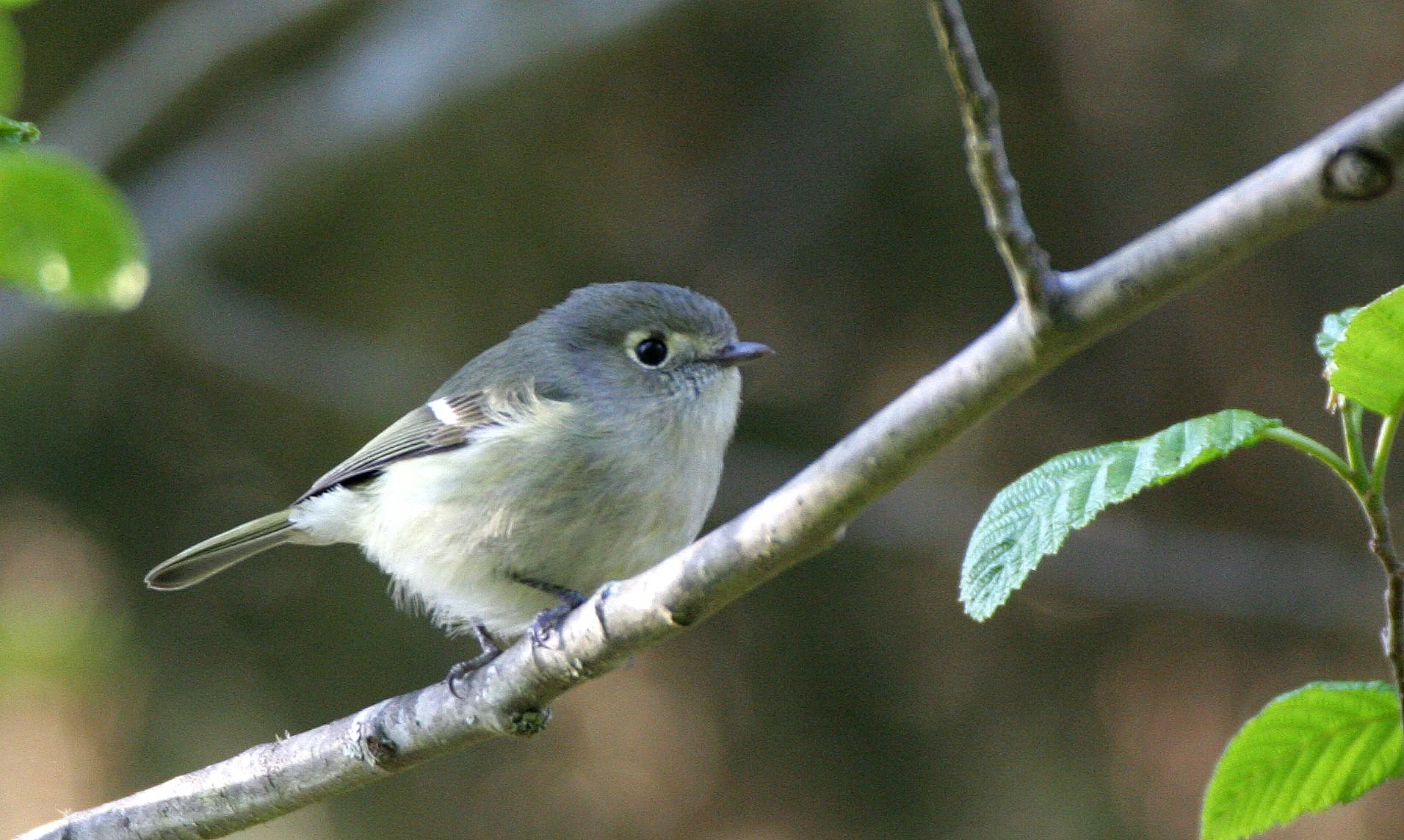 Hutton's Vireo (Vireo huttoni) Lake Farm Olympic Peninsula Washington (6).JPG