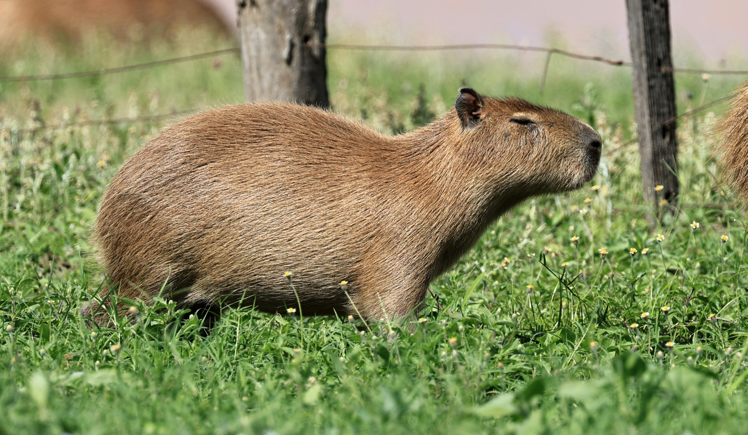 Capybara (Hydrochoerus hydrochaeris) Loma Plata Paraguay - Brunnen Strasse (51).jpg