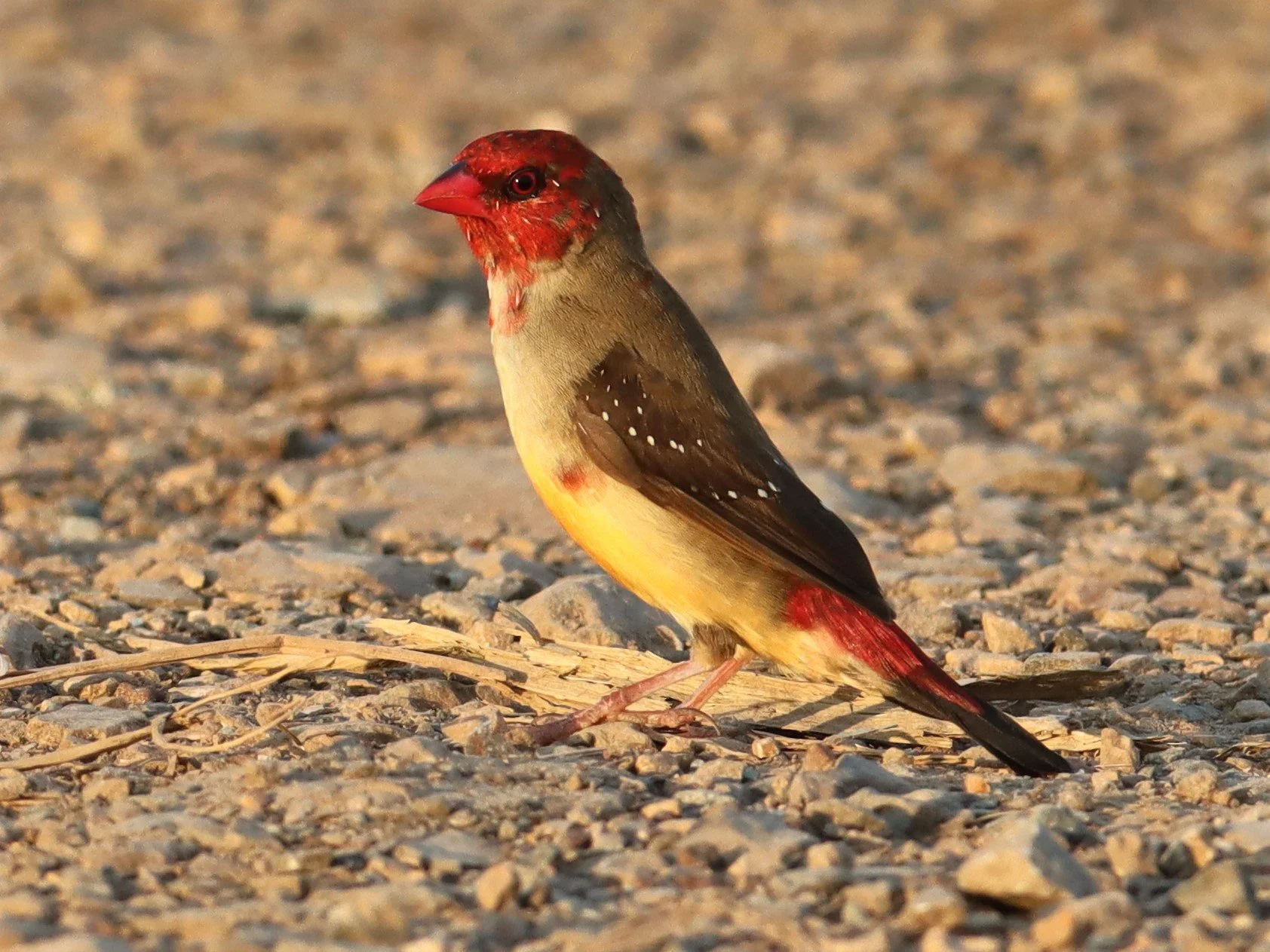 RED AVADAVAT - Amandava amandava - LAT KRABANG RICE FIELDS AT THAP YAO (107).jpg