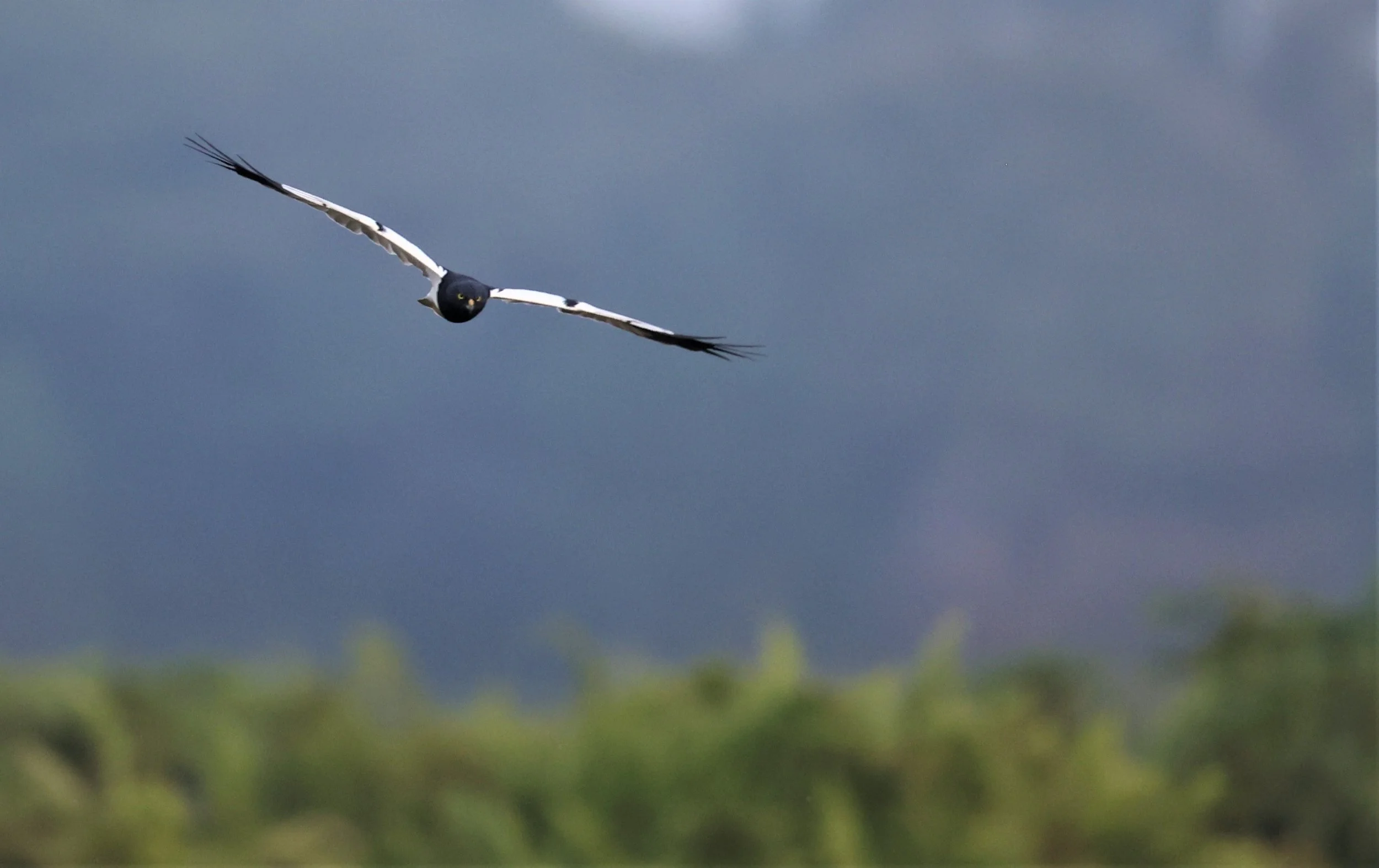 HARRIER - PIED HARRIER - Circus melanoleucos - YONOK CHIANG SAEN CHIANG RAI - ROOST (82).JPG