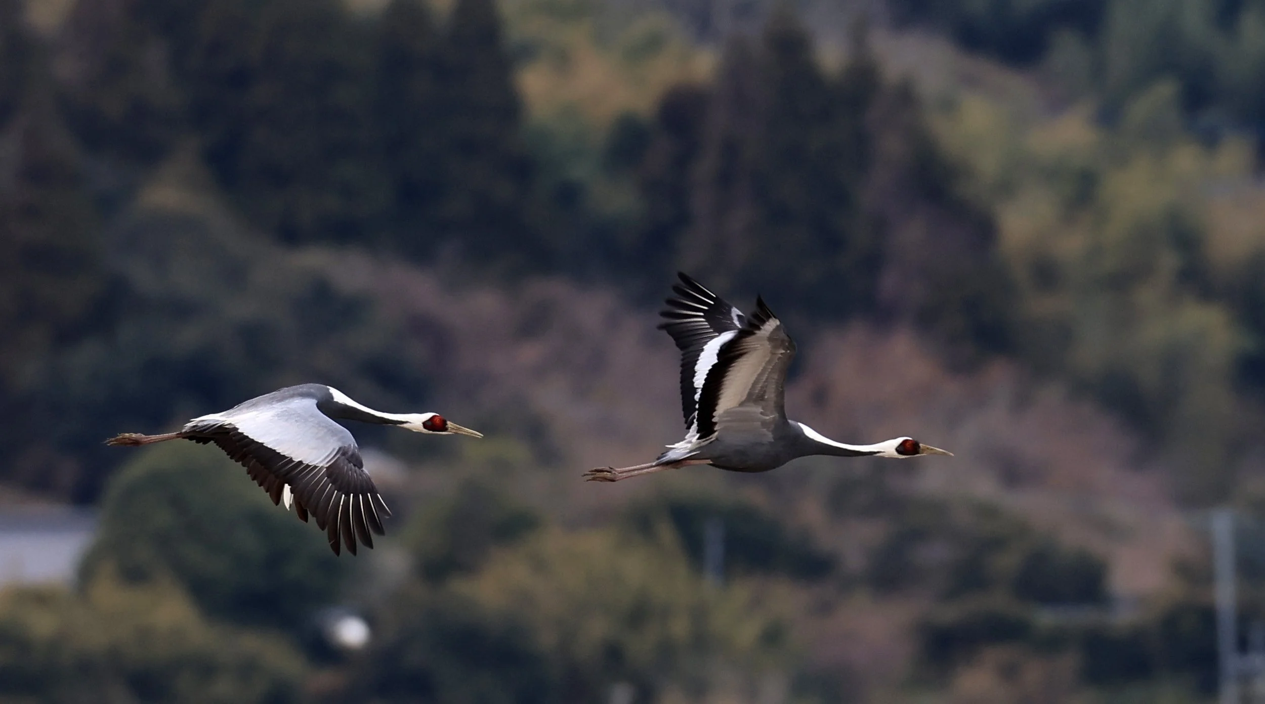 White-naped Crane (Antigone vipio) Izumi Crane Park & Center, Izumi Kagoshima Kyushu Japan (199).jpg
