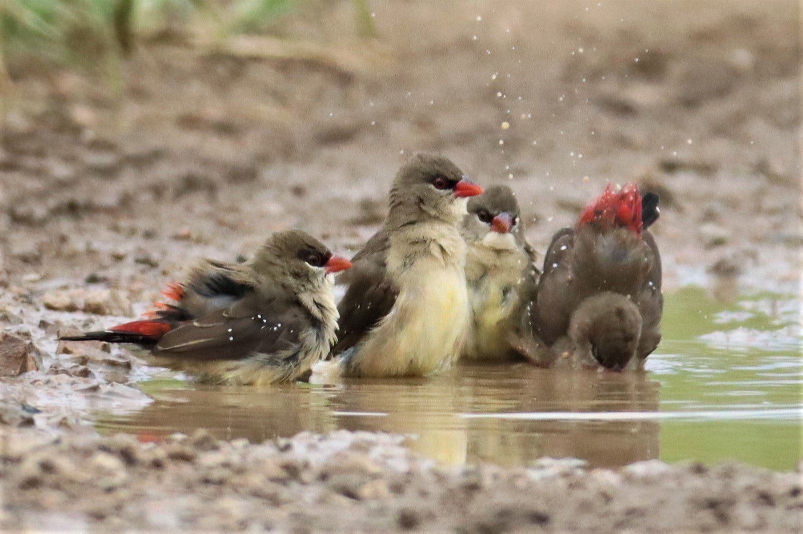 RED AVADAVAT - Amandava amandava - THAP YAO RICE FIELDS LAT KRABANG (22).jpg