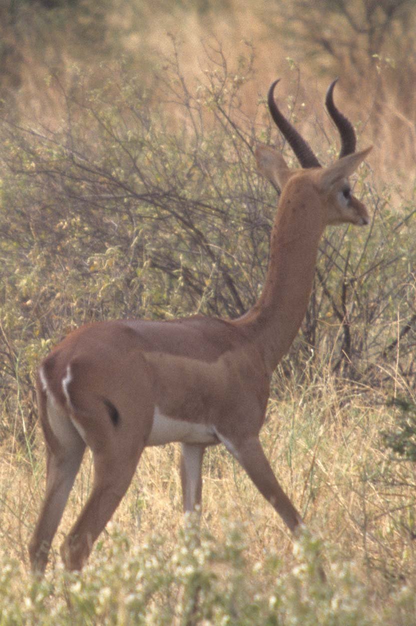 BOVID - GERENUK - SHABA (3).jpg