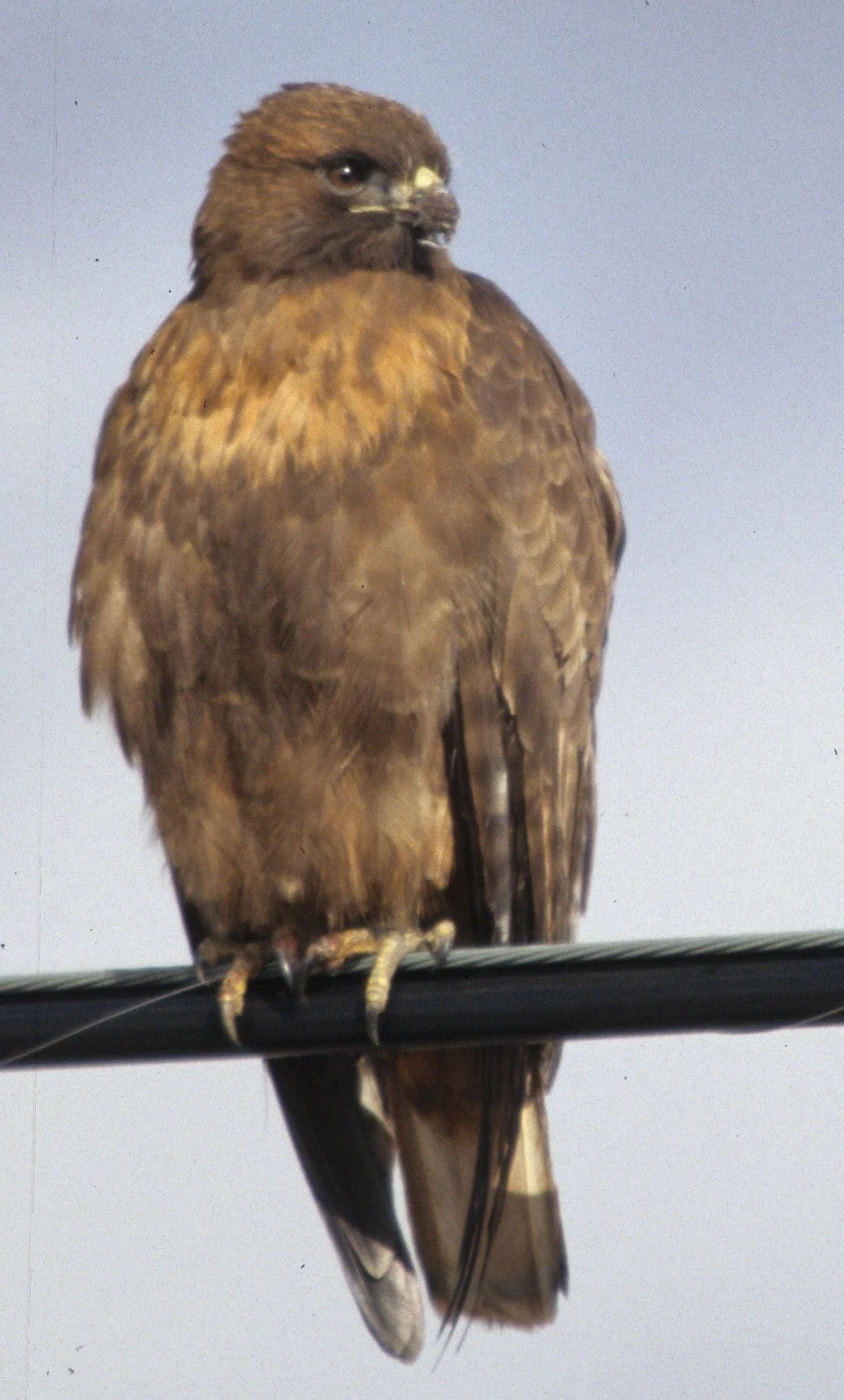 Buteo jamaicensis - RED-TAILED HAWK - KLAMMATH BASIN CALIFORNIA (7).jpg