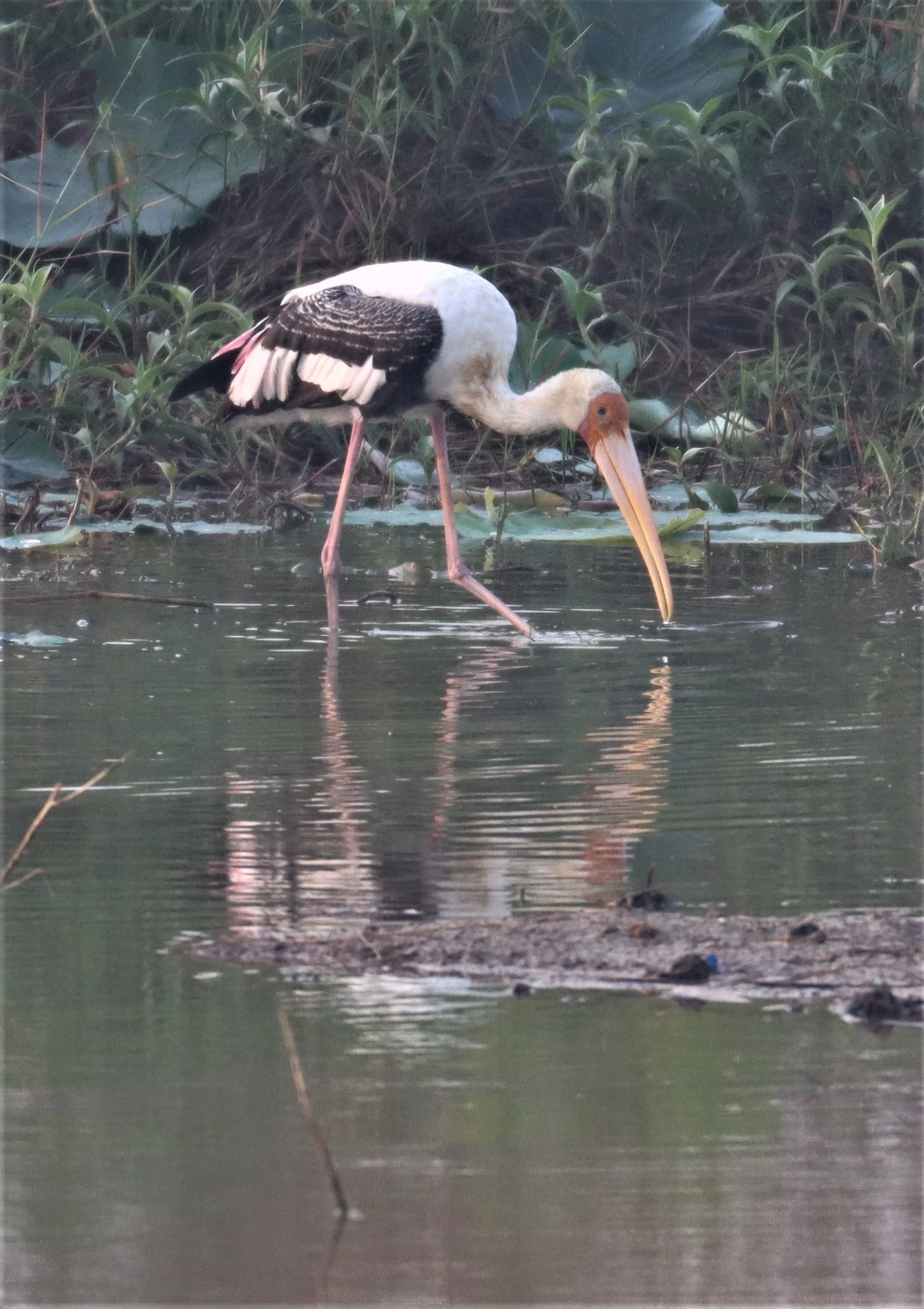 STORK - PAINTED STORK - Mycteria leucocephala - BUENG BORAPHET (7).jpg