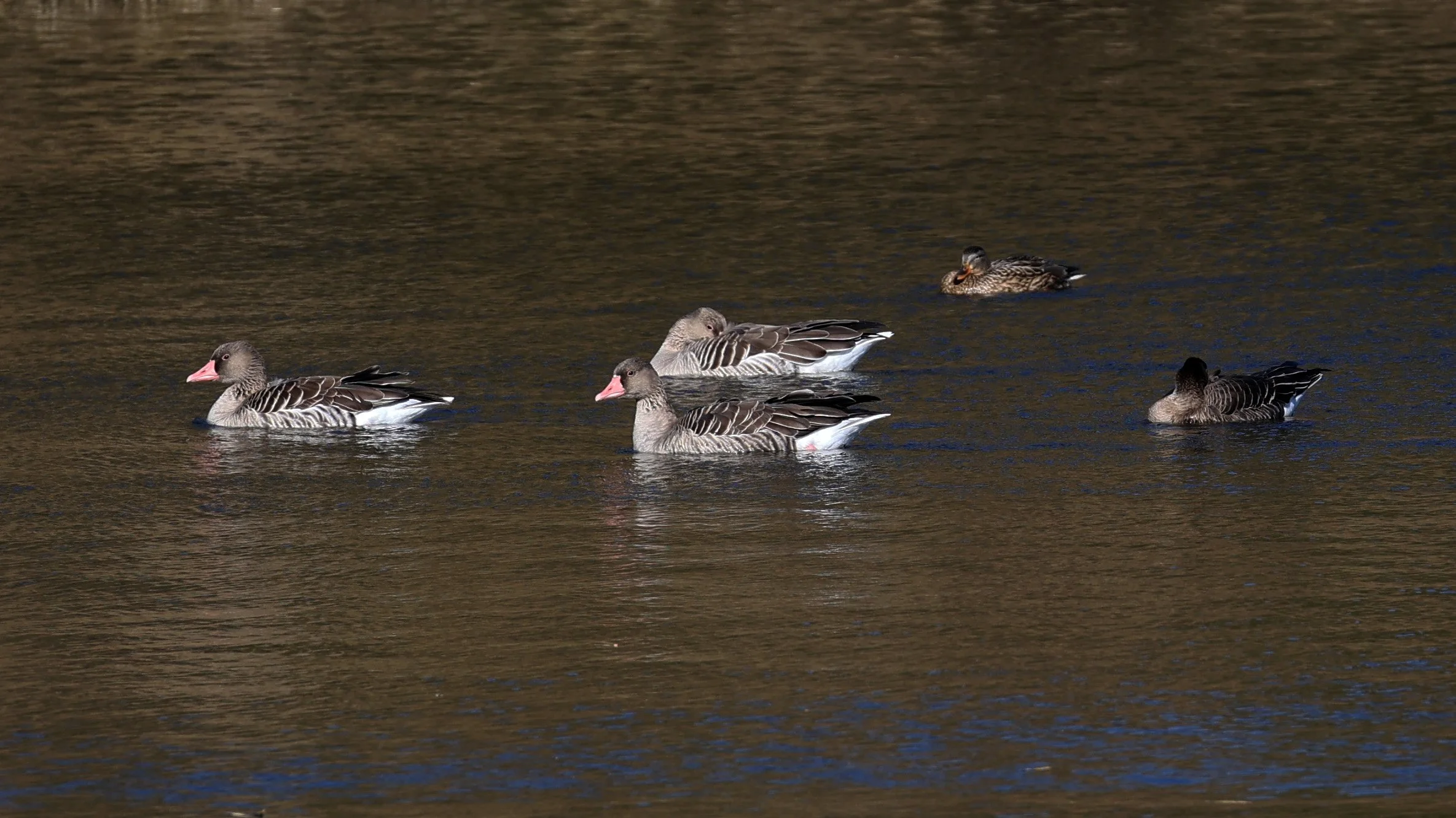 Greylag Goose (Anser anser) & Bean Goose - Shimotonda Sadowaracho Birding Ponds Miyazaki Kyushu Japan (14).jpg