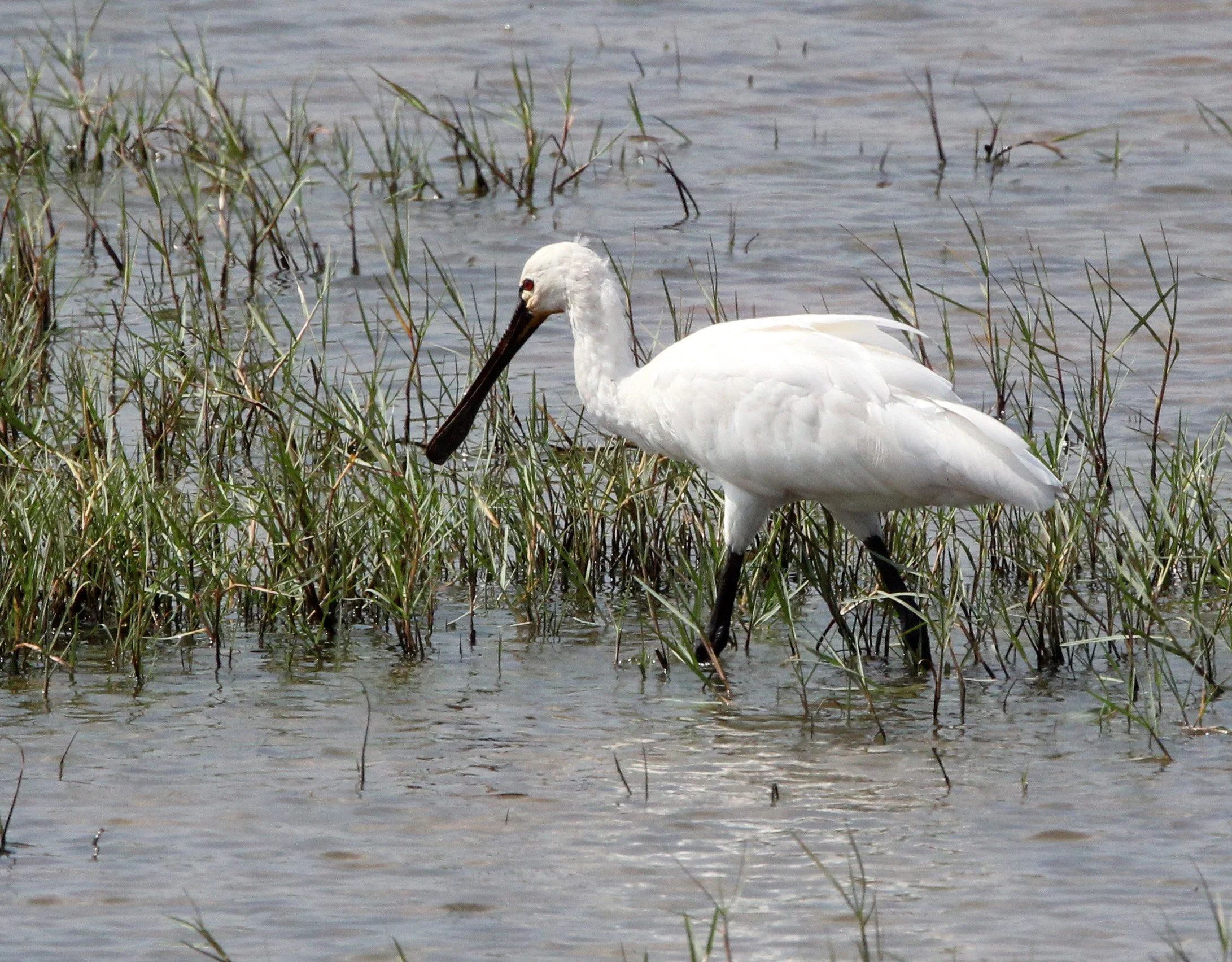 SPOONBILL - EURASIAN SPOONBILL - Platalea leucorodia - YALA NATIONAL PARK SRI LANKA (4).JPG