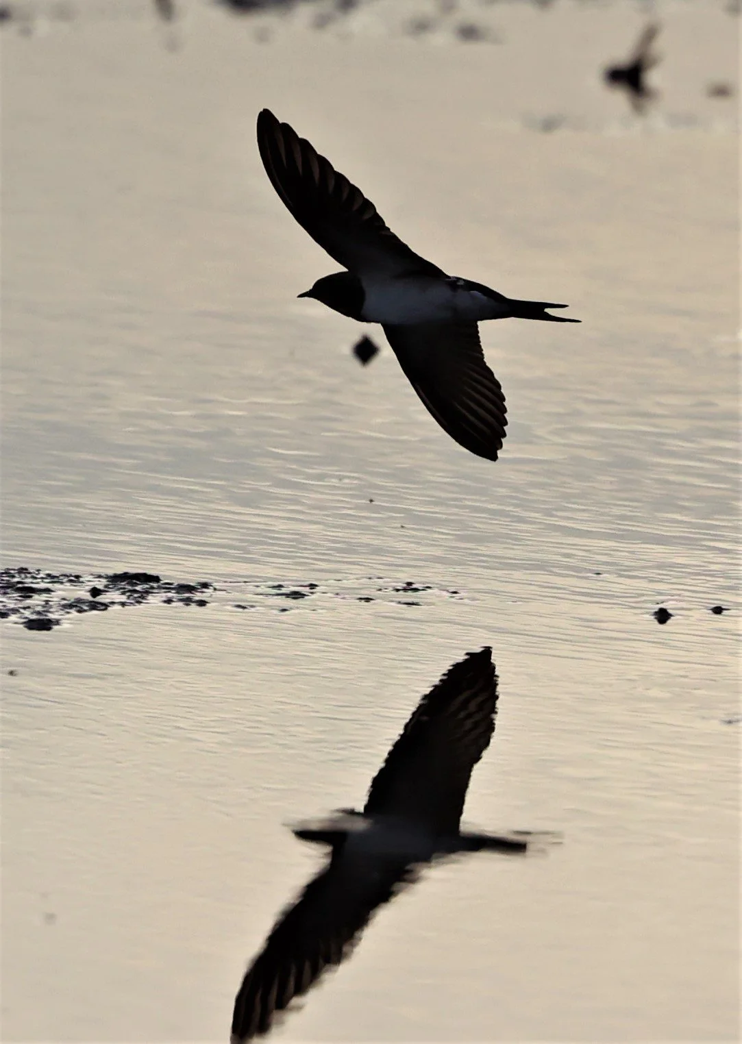 Barn Swallow (Hirundo rustica) Thap Yao Rice Fields Lat Krabang Bangkok (19).jpg