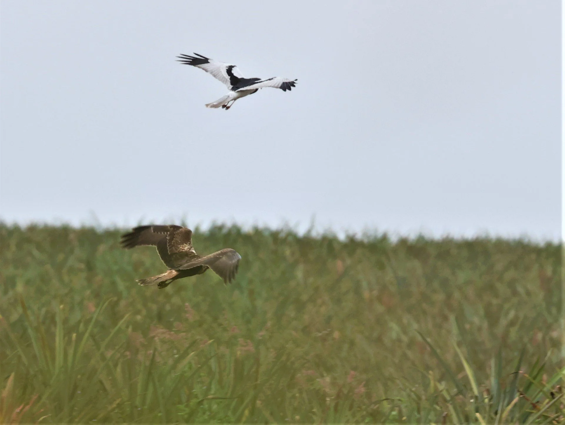 HARRIER - PIED HARRIER - Circus melanoleucos - with EASTERN MH - YONOK CHIANG SAEN CHIANG RAI - ROOST Feb 2022 (7).jpg