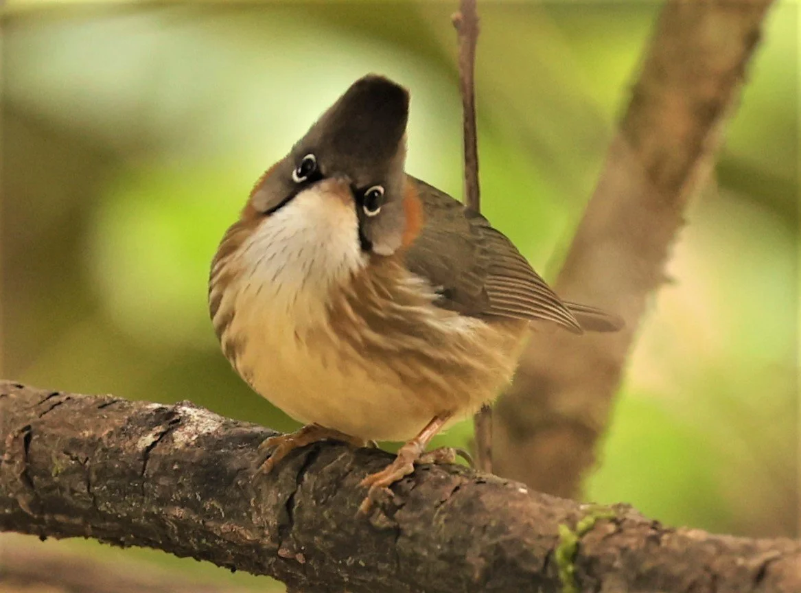 Whiskered Yuhina (Yuhina flavicollis) Doi Lan East, Doi Pha Hom Pok NP, Chiang Mai Thailand (15).JPG