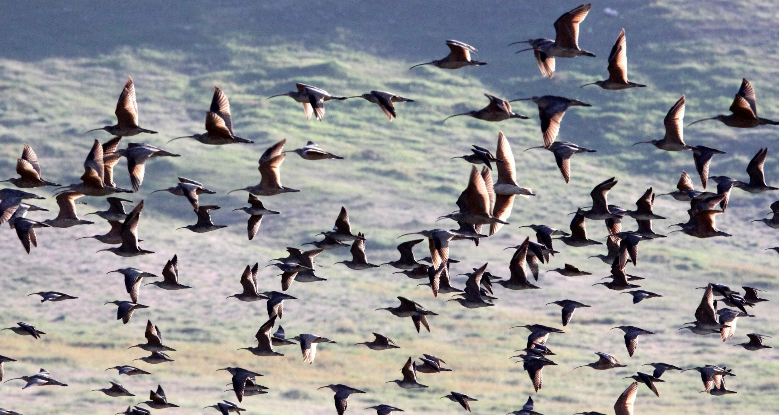 BIRD - WHIMBREL - CARRIZO PLAIN NATIONAL MONUMENT (2).JPG