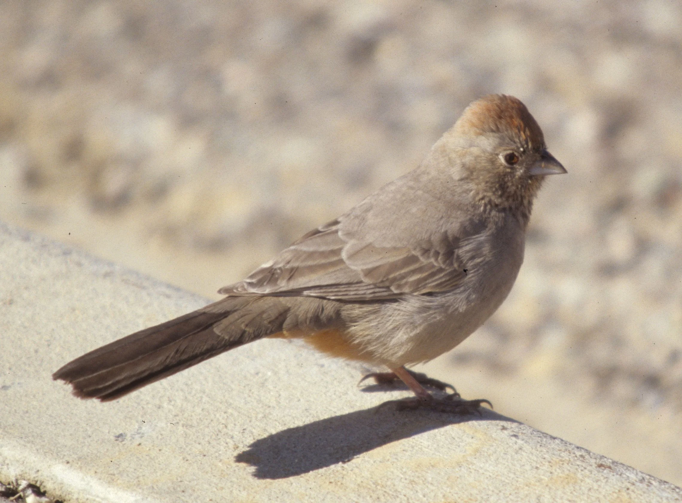 Canyon Towhee (Melozone fusca) Chaco National Monument New Mexico (3).jpg