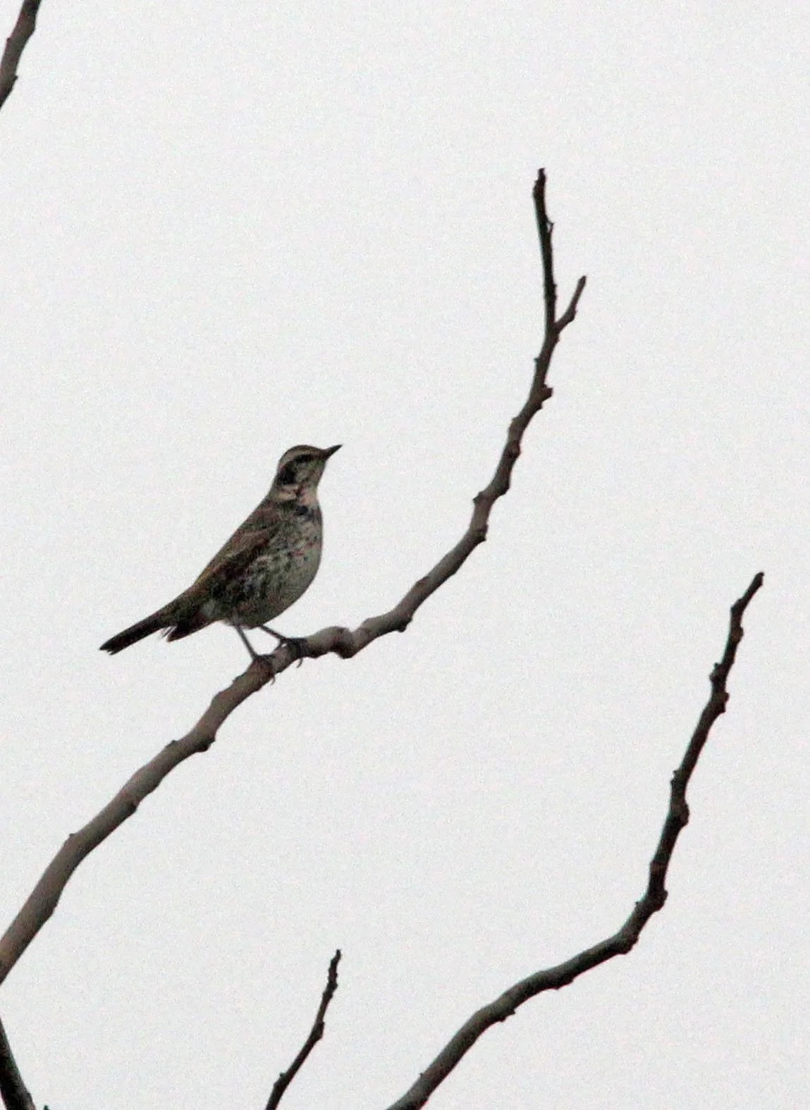 Dusky Thrush (Turdus eunomus) Lake Tai Jiangsu Province China (2).JPG