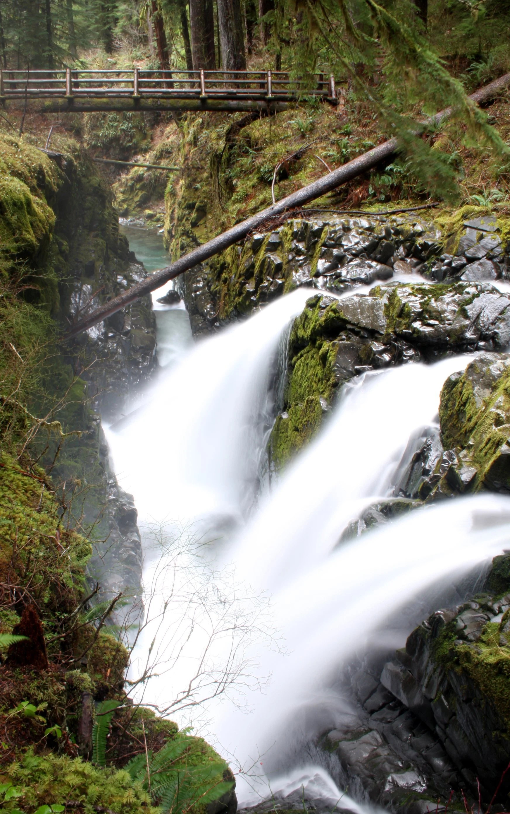SOL DUC FALLS AND FOREST - ONP WA (49).JPG