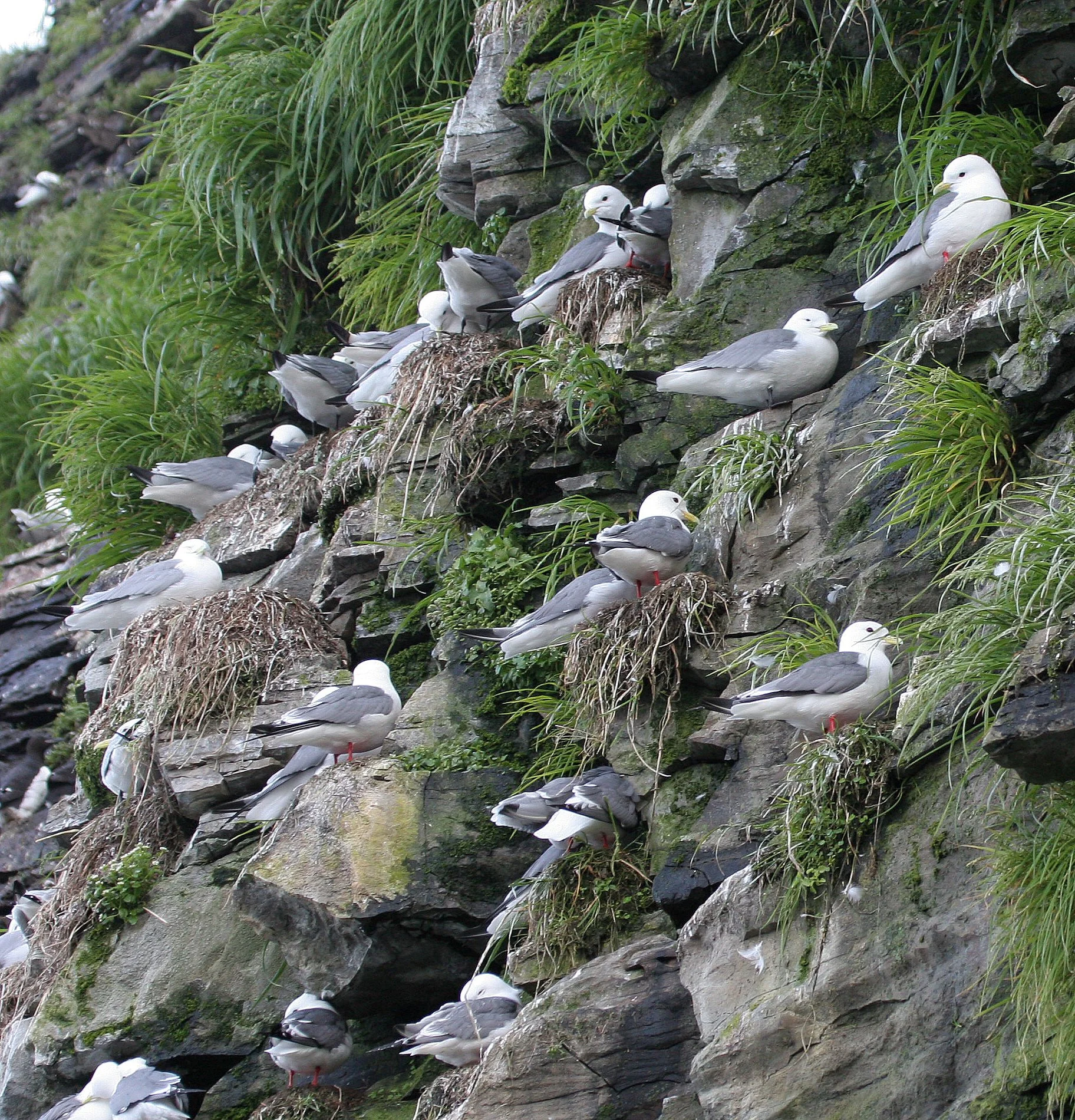 BIRD - KITTIWAKE - RED-LEGGED - COMMANDERS (18).jpg