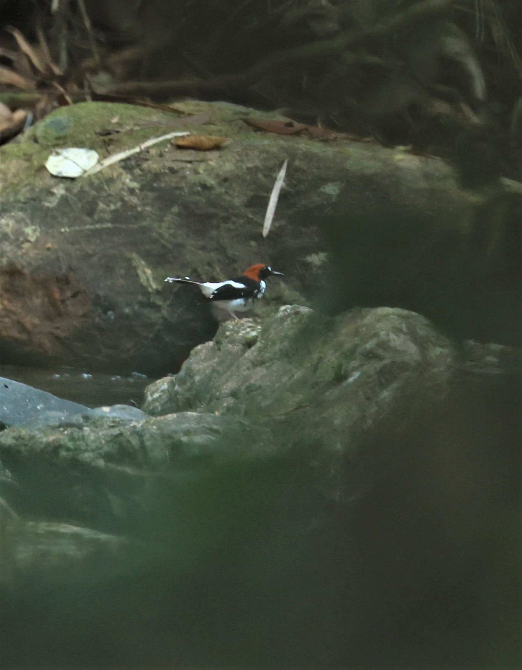 FORKTAIL - Chestnut-naped Forktail - Enicurus ruficapillus - Si Phang Nga National Park, Thailand Feb 18-19, 2023 (22).jpg