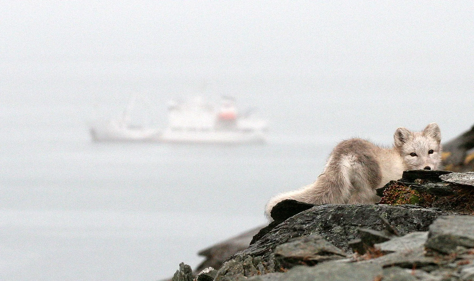 FOX - Vulpes lagopus fuliginosus - ICELAND (SPITZBERGEN V.l. spitzbergensis) ARCTIC FOX, SVALBARD (46).jpg