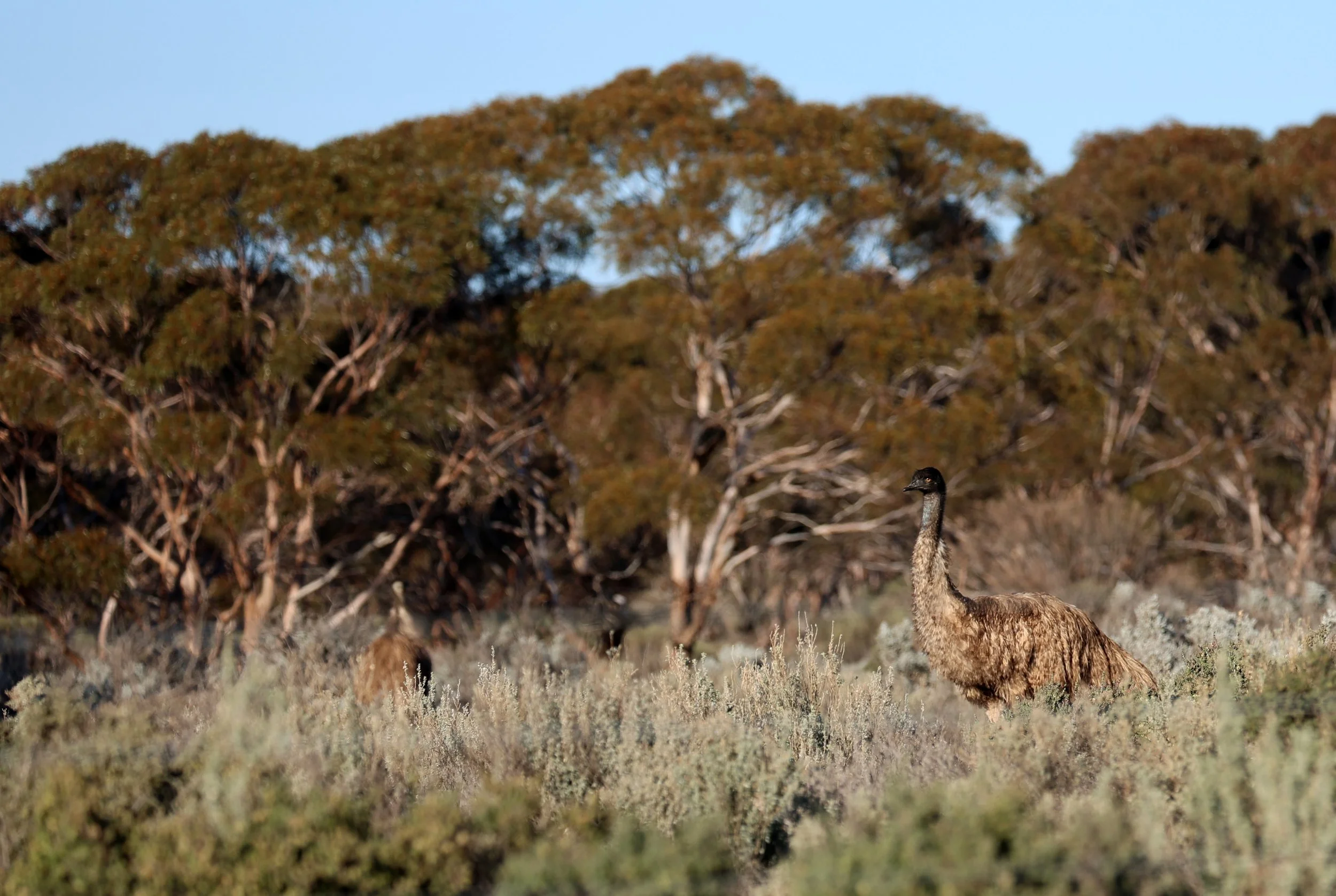 Emu (Dromaius novaehollandiae) Goyder Highway toward Warren Gorge - South Australia (6).jpg