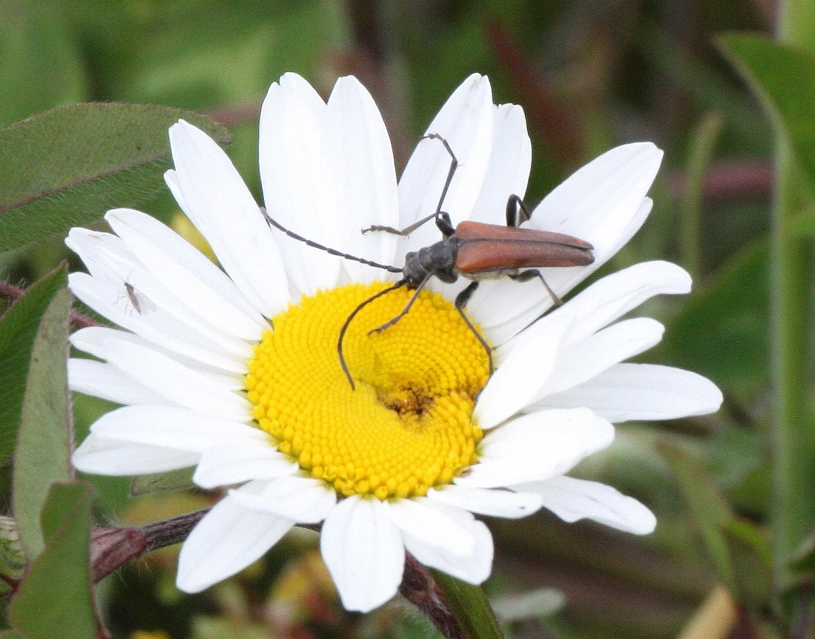 Leptura nigripes - Lake Farm Trails, Olympic Peninsula, Washington