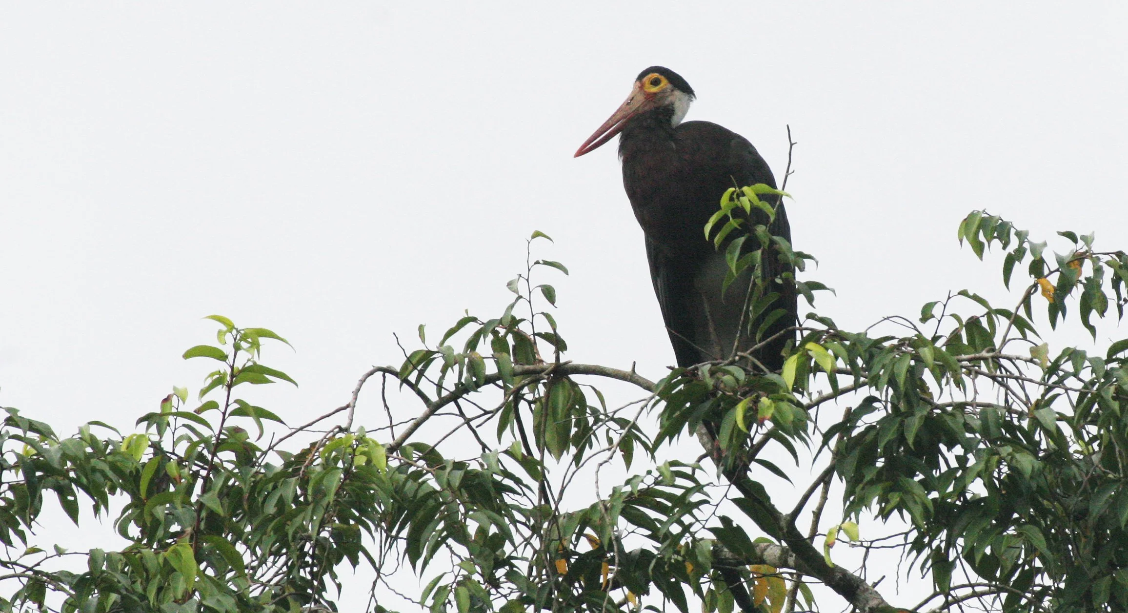 STORK - STORM'S STORK - Ciconia stormi - KINABATANGAN RIVER BORNEO (18).JPG