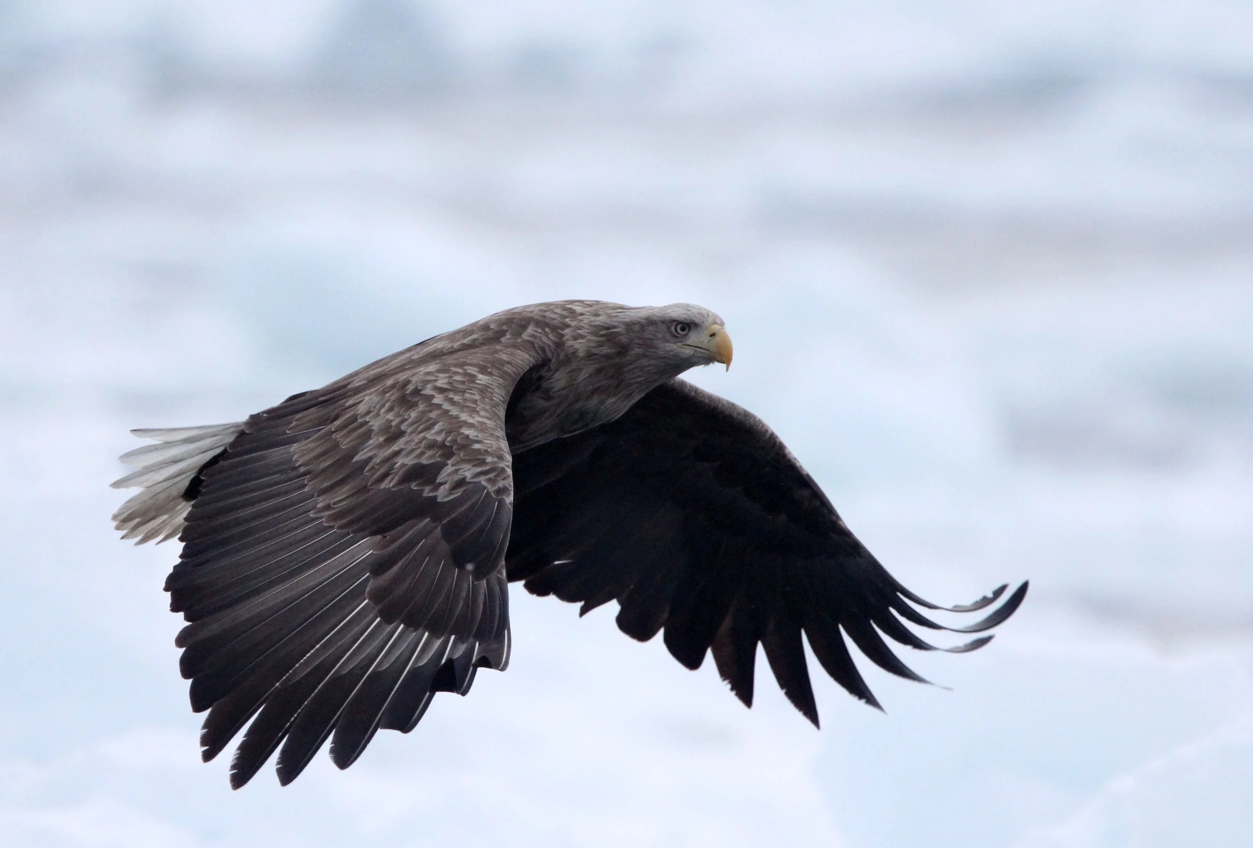 Haliaeetus albicilla - WHITE-TAILED EAGLE - RAUSU, SHIRETOKO PENINSULA, HOKKAIDO JAPAN (326).JPG
