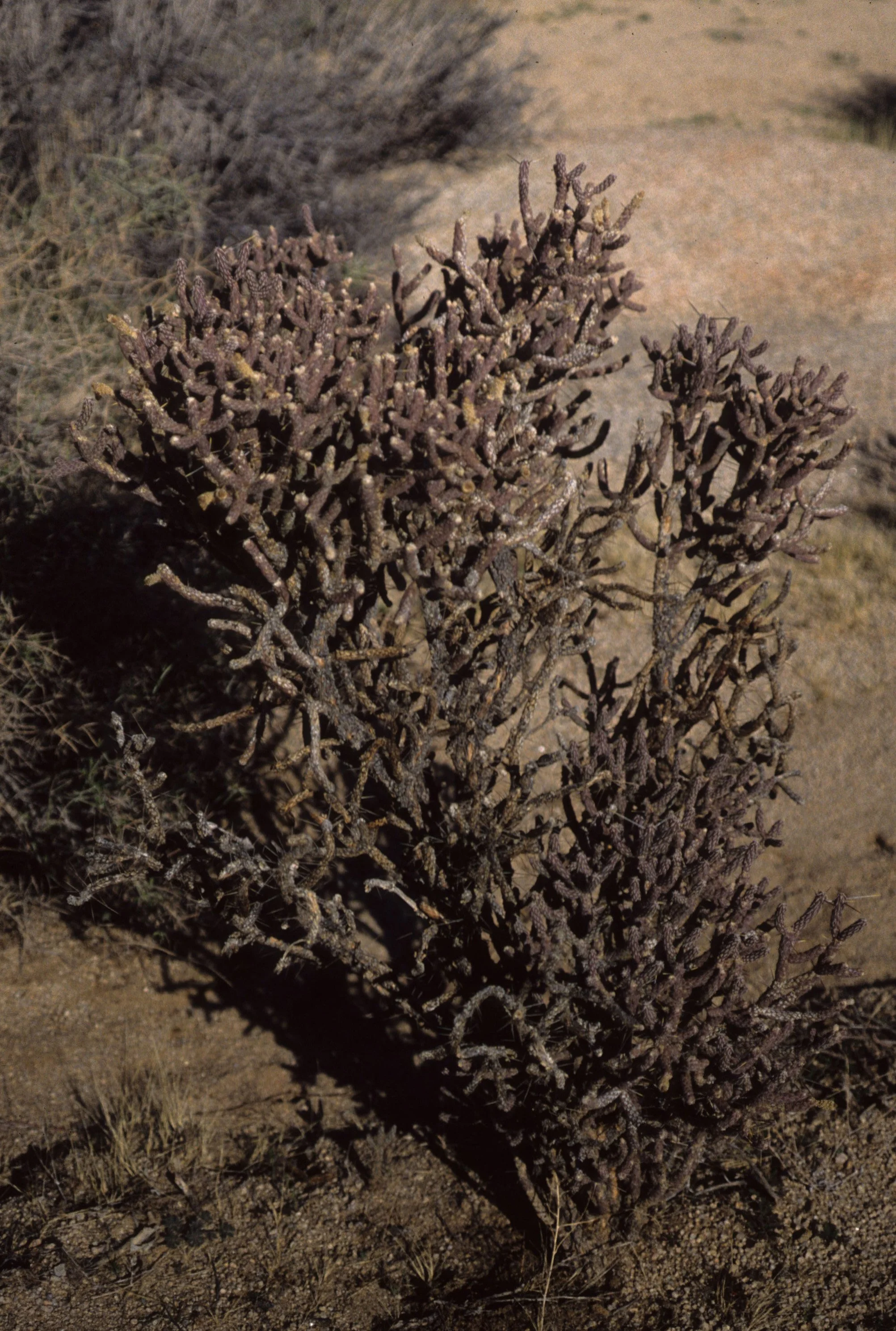 ANZA BORREGO - CACTACEAE - OPUNTIA ACANTHOCARPA - BUCKHORN CHOLLA.jpg