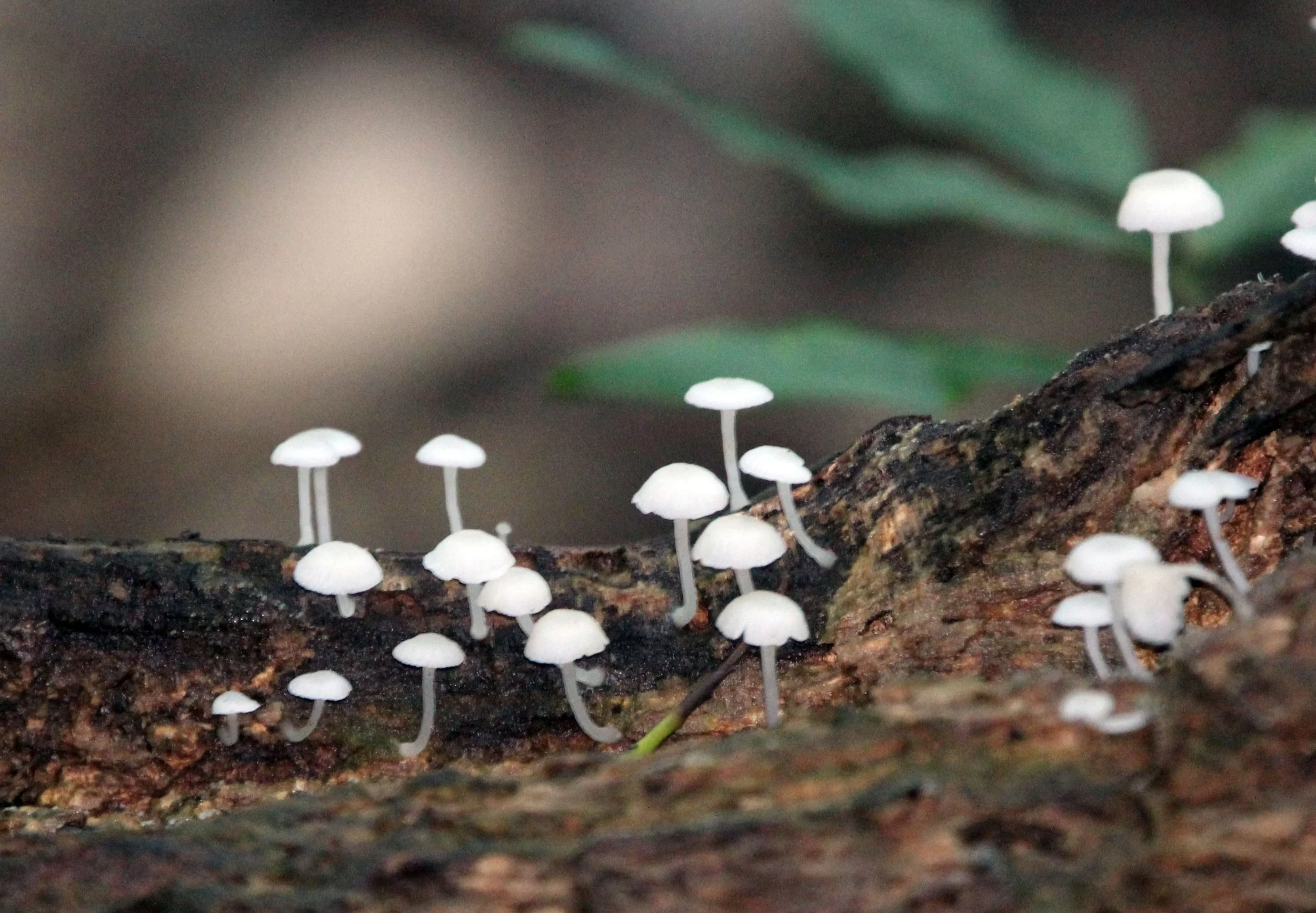 TANGKOKO NATIONAL PARK SULAWESI INDONESIA (55).JPG