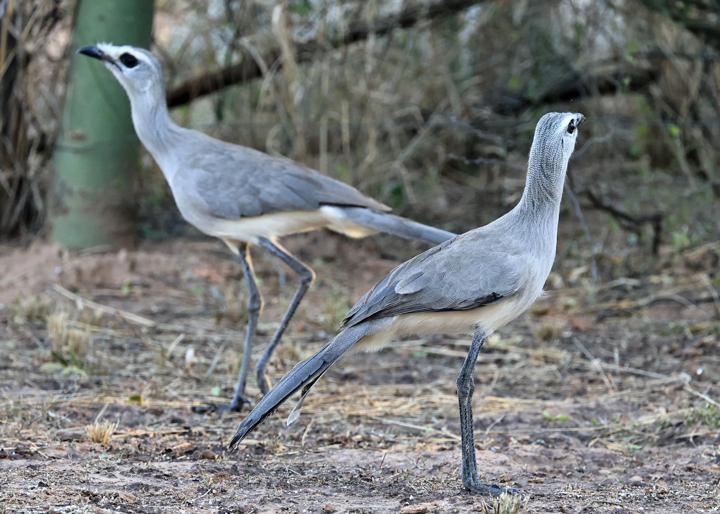 Black-legged Seriema (Chunga burmeisteri) Parque Nacional Teniente Agripino Enciso (28).jpg