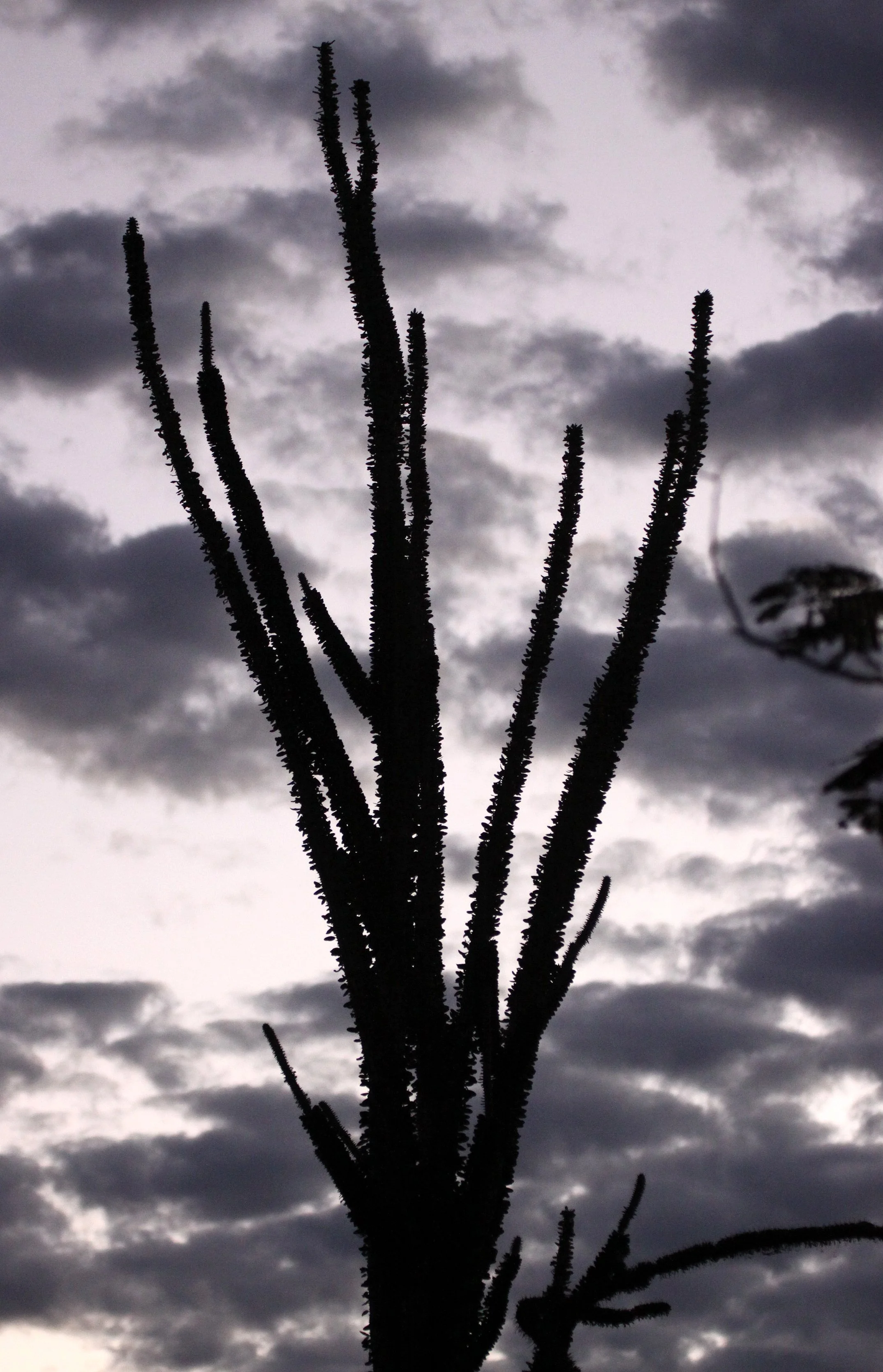 BERENTY RESERVE MADAGASCAR - SUNSET OVER THE ALLAUDIA (5).JPG