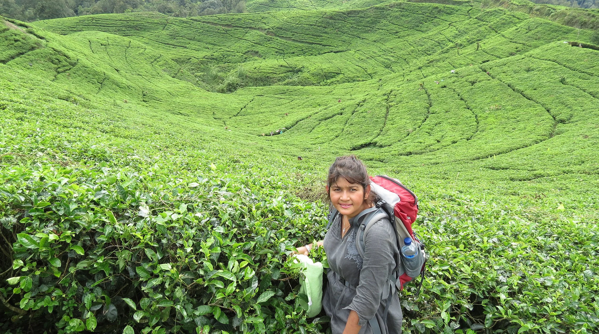 HALIMUN  NATIONAL PARK - JAVA BARAT INDONESIA (22).JPG