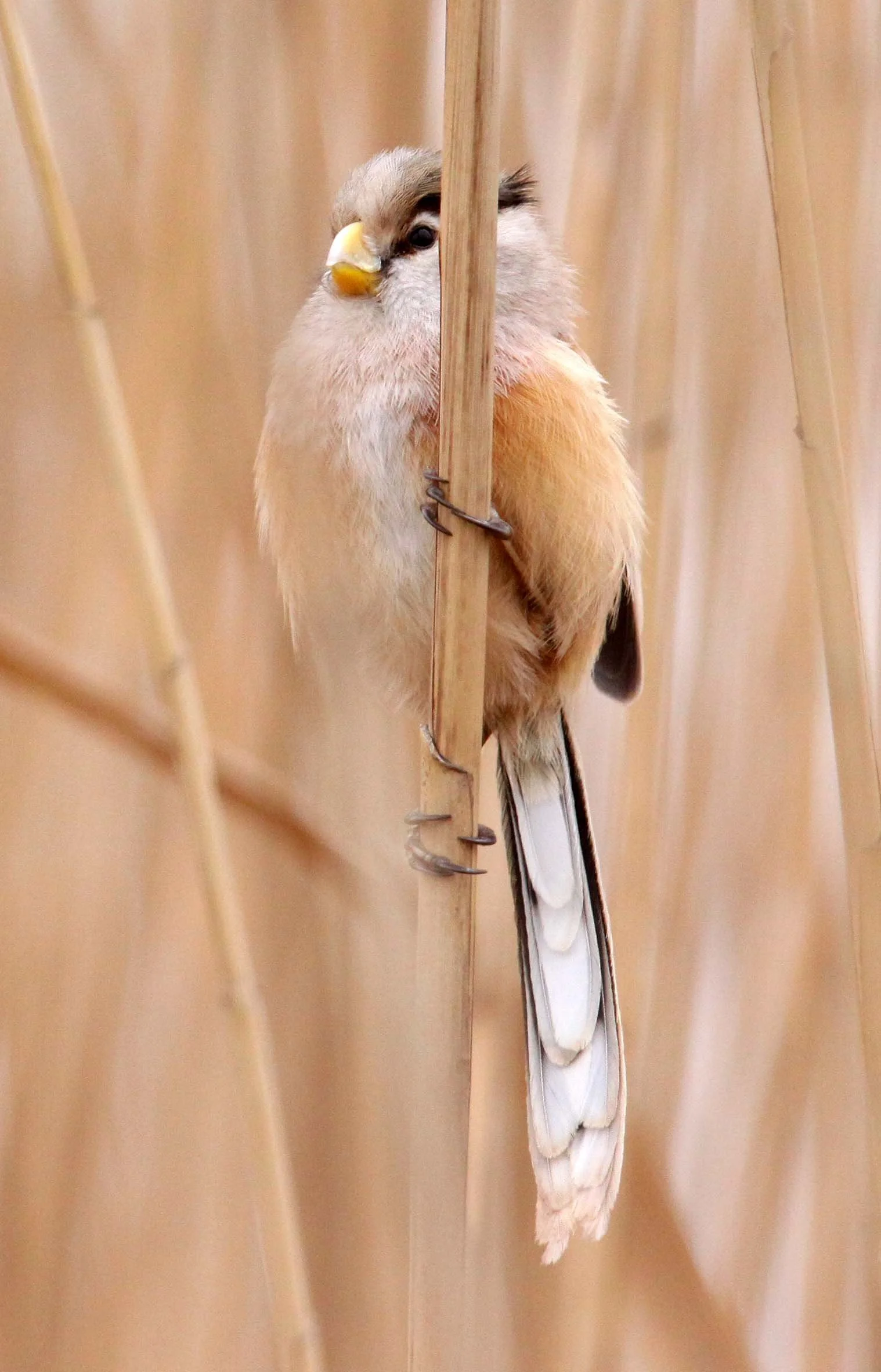 BIRD - PARROTBILL - REED PARROTBILL - YANCHENG CHINA (8).JPG