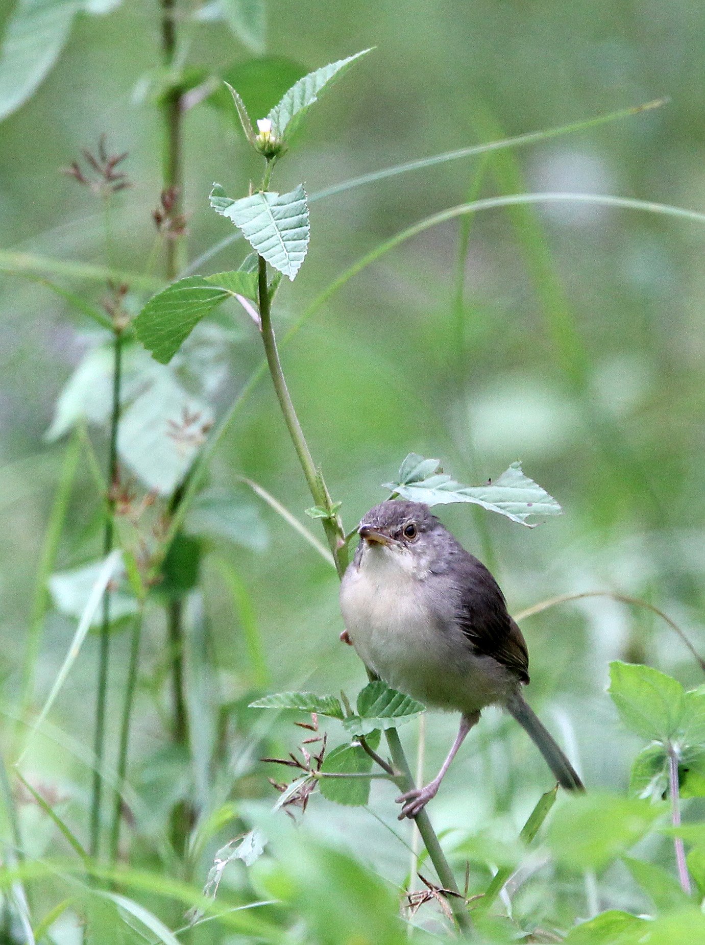Plain Prinia - Prinia inornata - Variaous locations in Thailand, Borneo