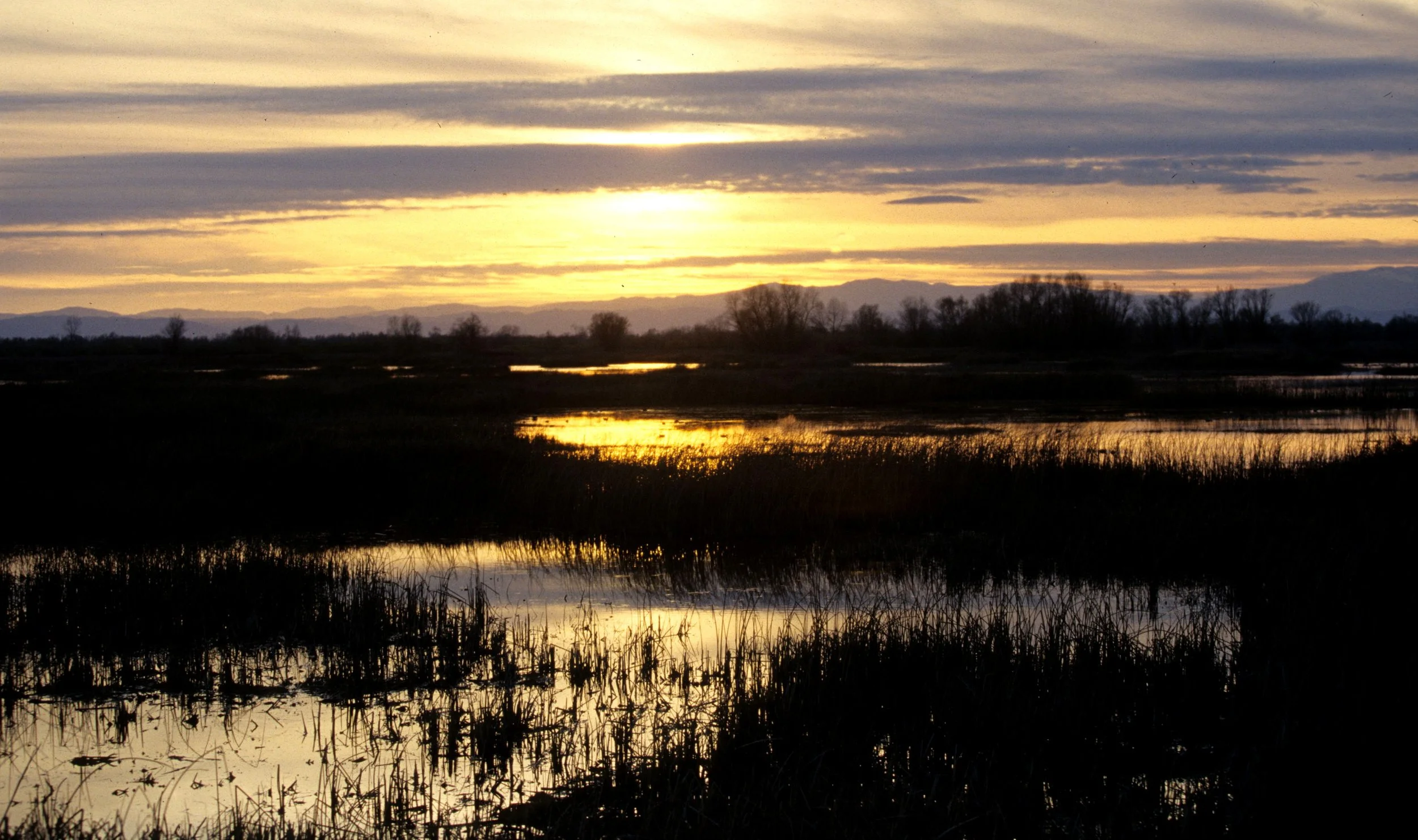 CALIFORNIA - SACRAMENTO WILDLIFE REFUGE A.jpg
