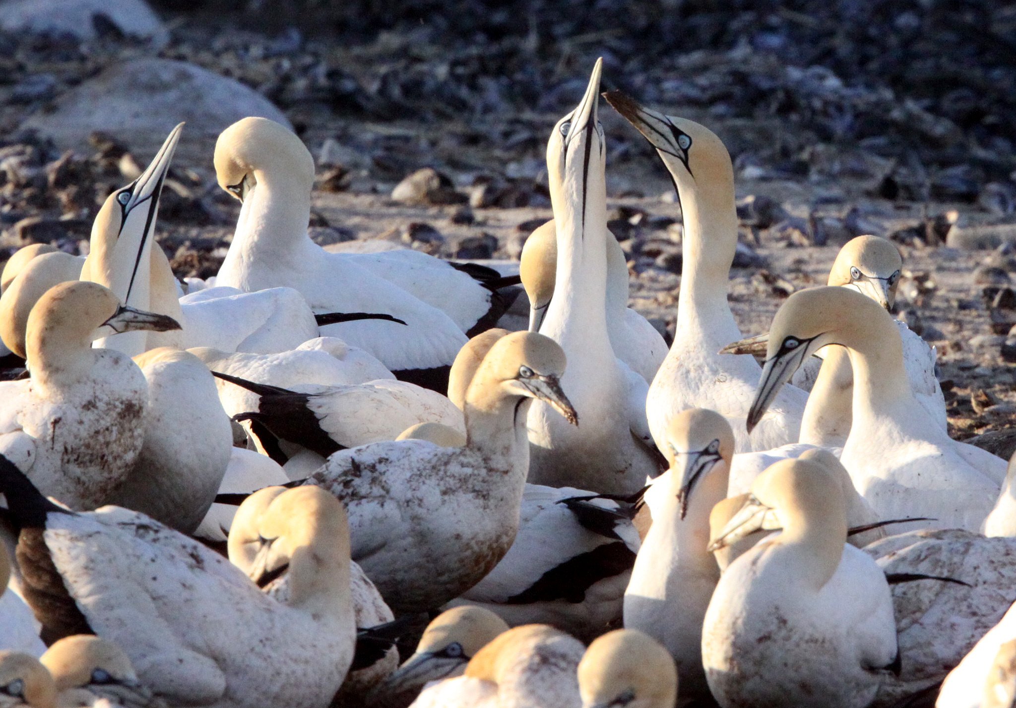 Cape gannet (Morus capensis) Lambert's Bay South Africa (96).JPG
