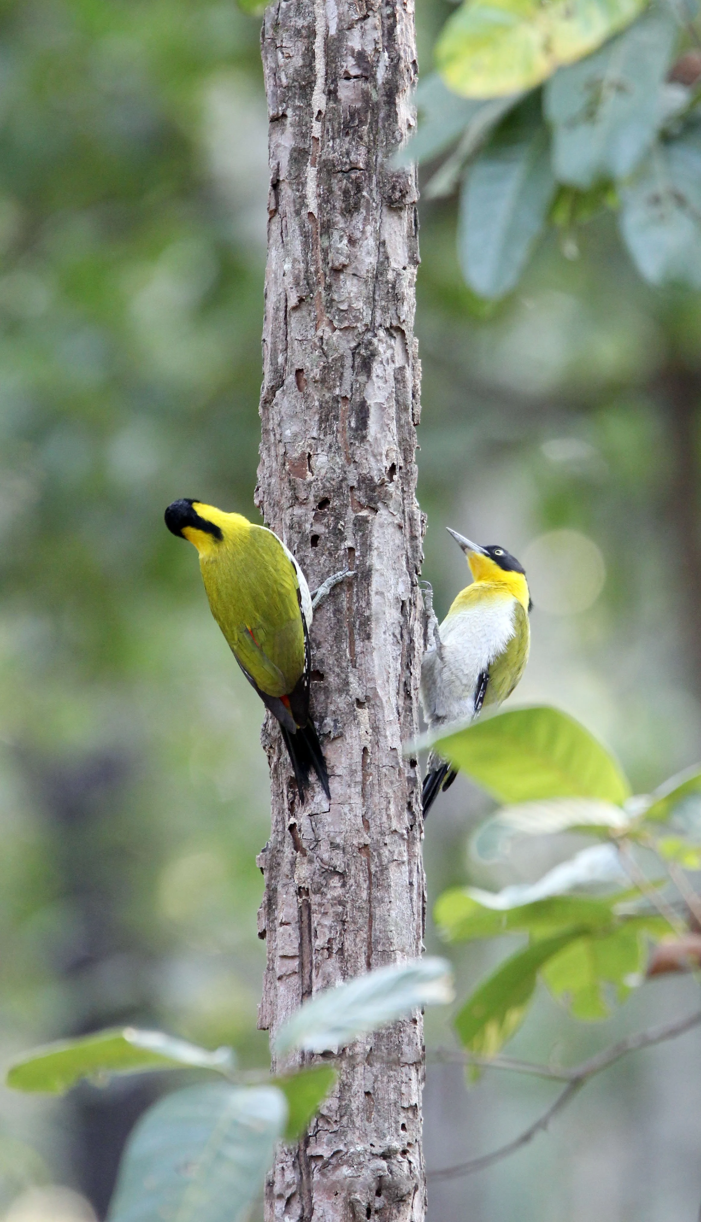BIRD - WOODPECKER - BLACK-HEADED WOODPECKER - HUAI KHA KHAENG NATURE RESERVE - HEADQUARTERS - THAILAND (8).JPG