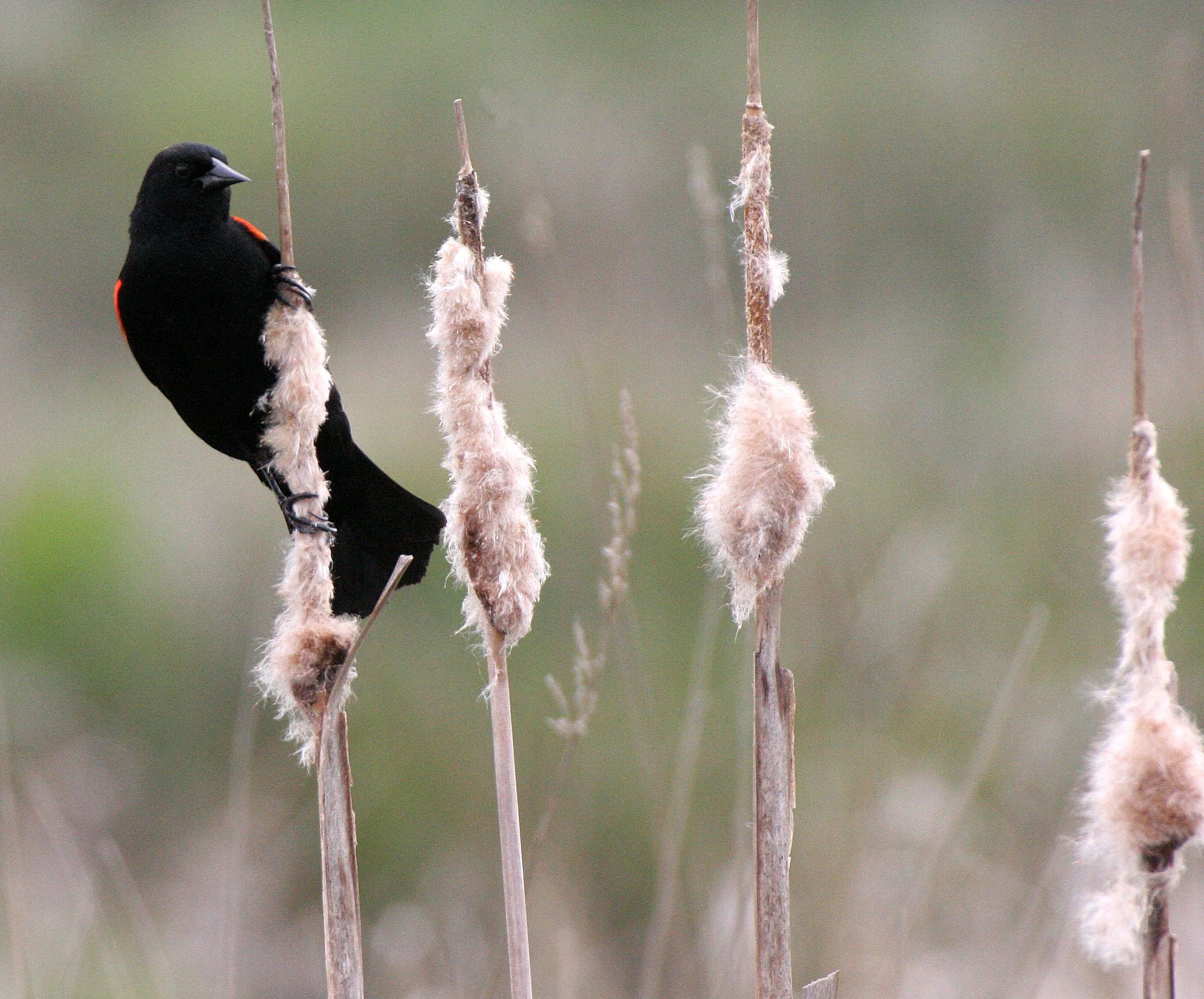 Red-winged Blackbird (Agelaius phoeniceus) Jamestown Olympic Peninsula Washington (11).JPG