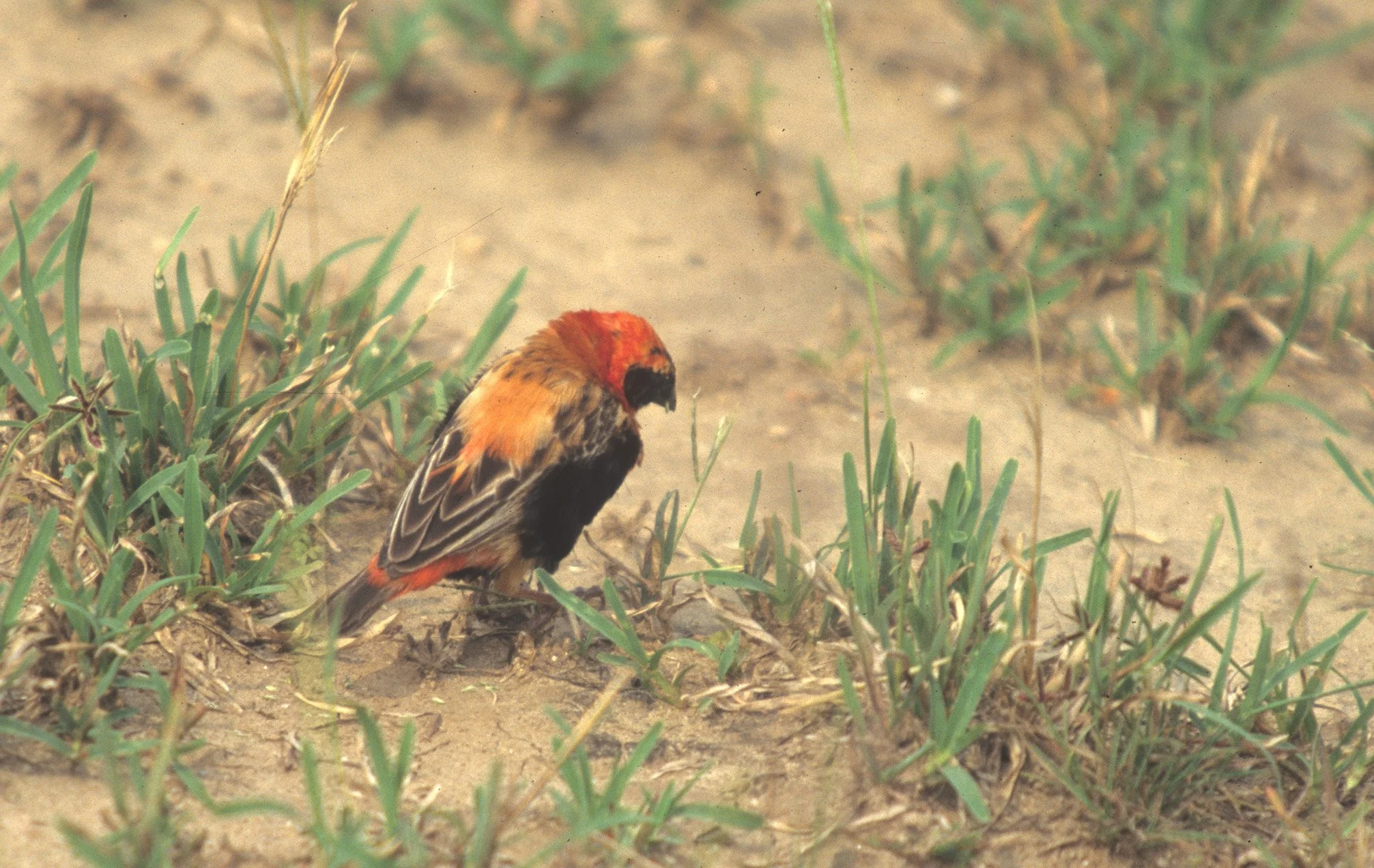 BIRDS - BLACK BISHOP - UGANDA.jpg