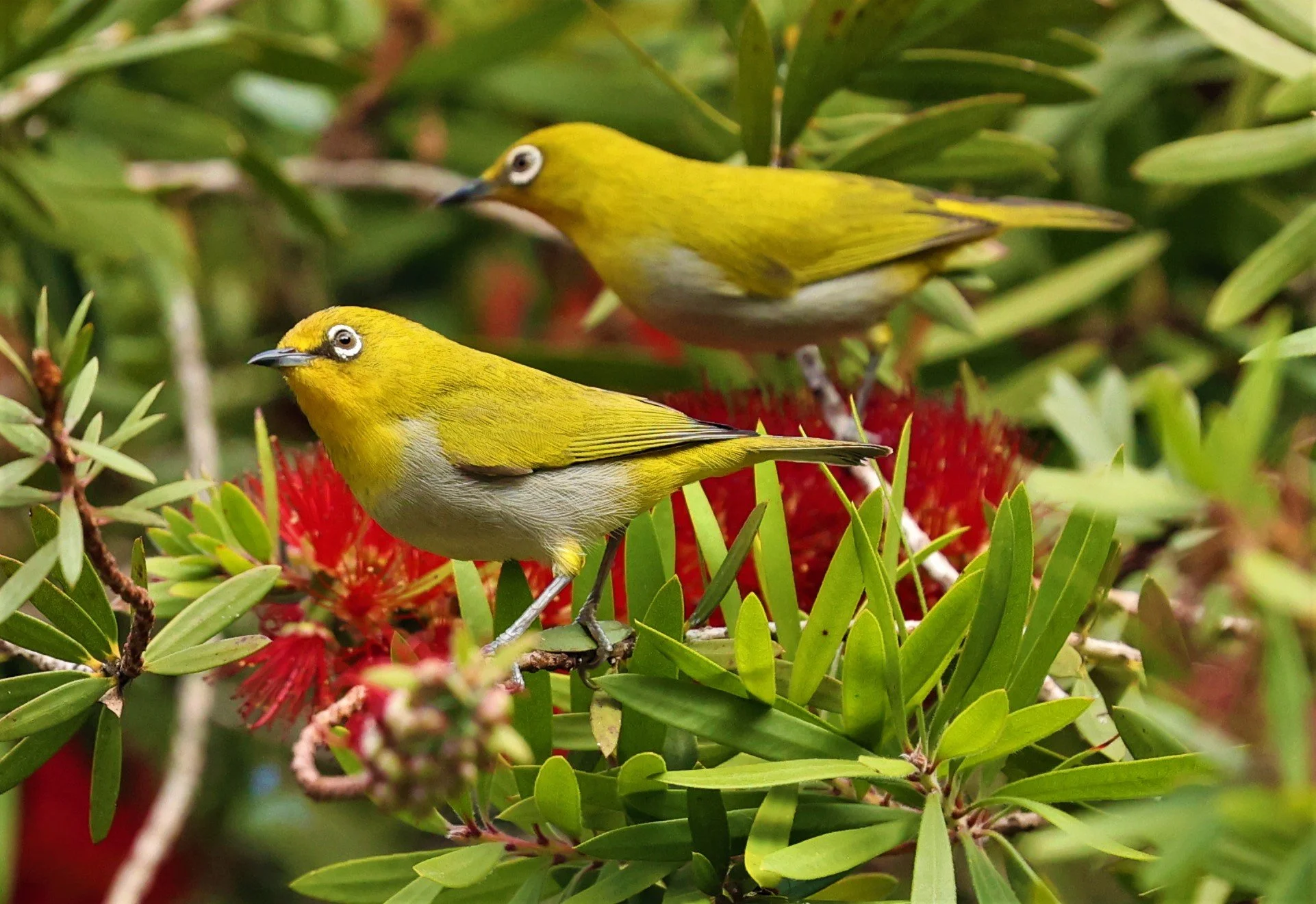Indian White-eye (Zosterops palpebrosus) Doi Ang Kang Chiang Mai (25).jpg